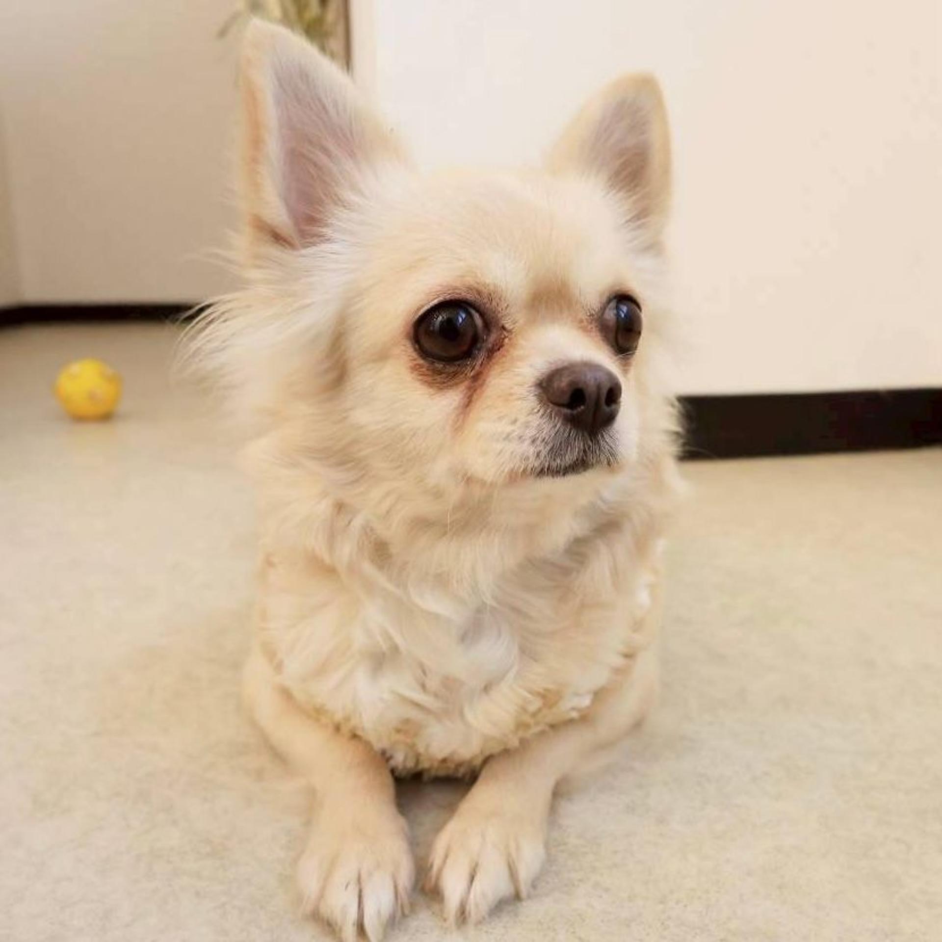 pet-image-3