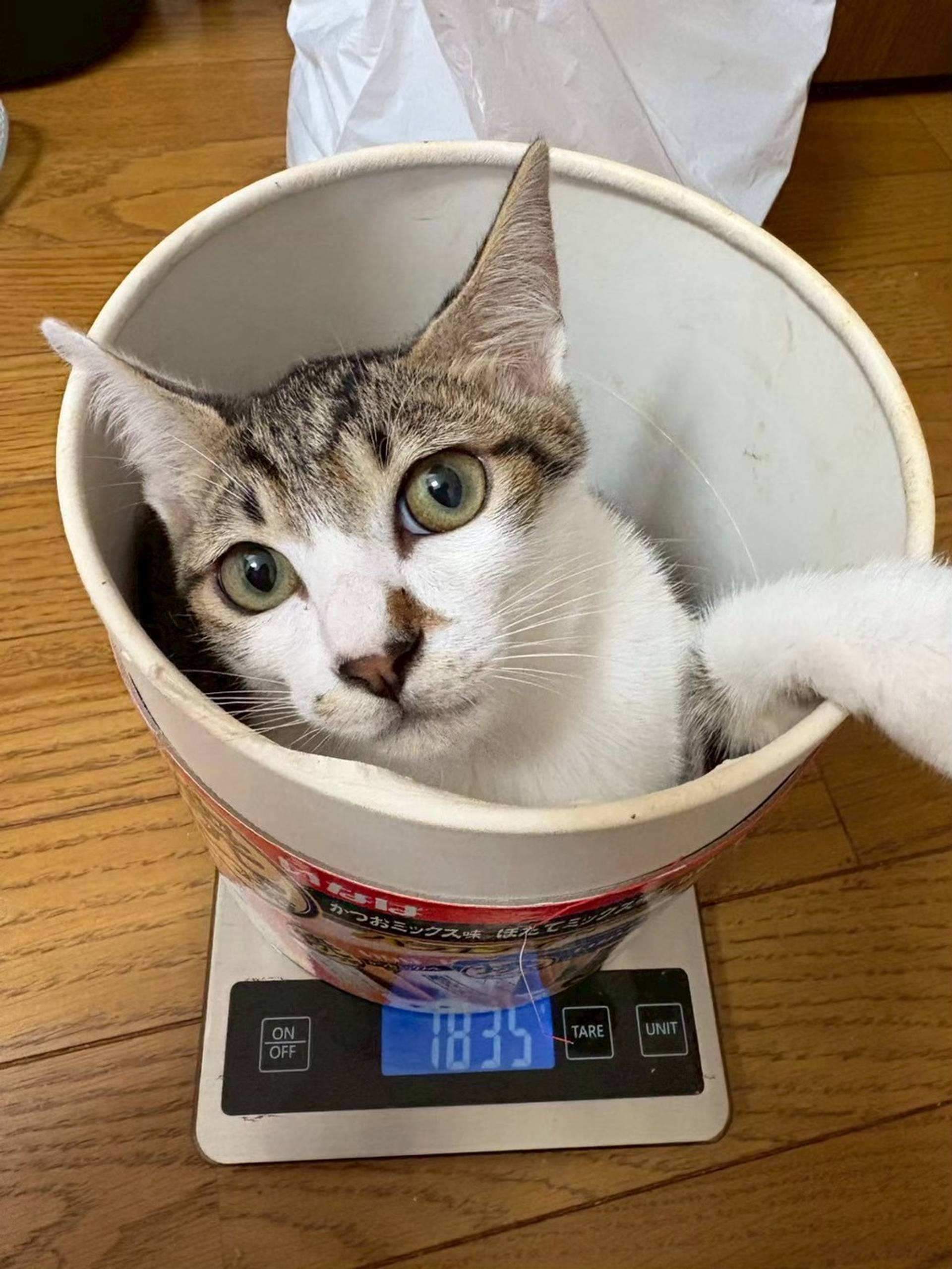 雑種（ミックス猫）・オスの里親募集の写真