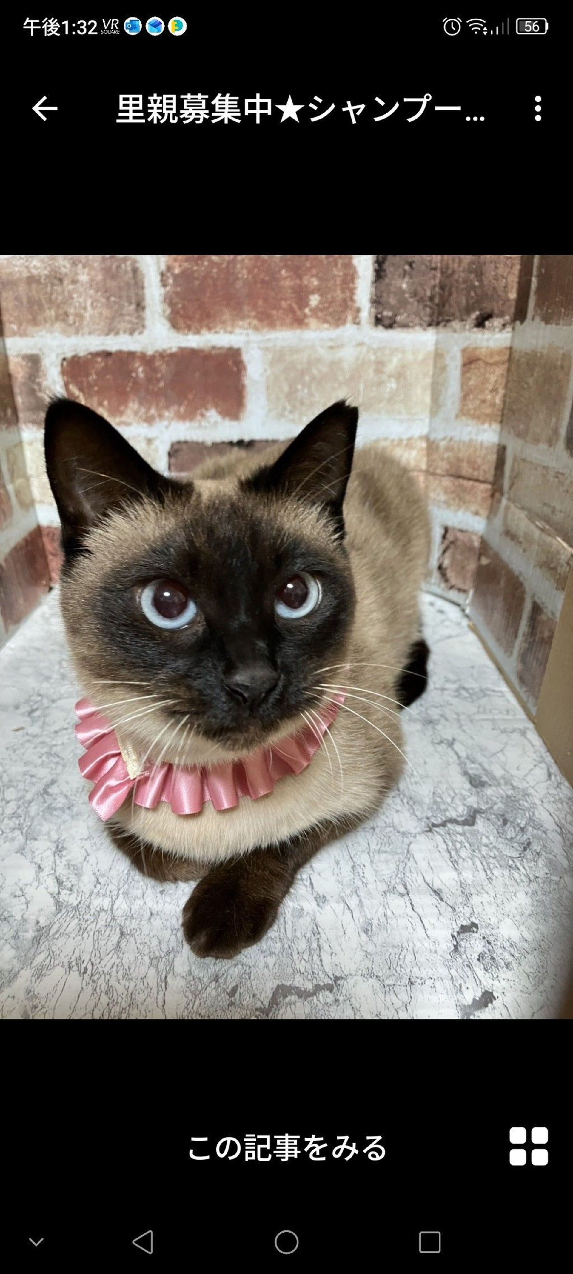 雑種（ミックス猫）・メスの里親募集の写真