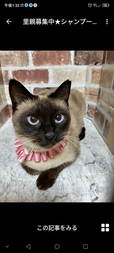 シャンプーちゃん