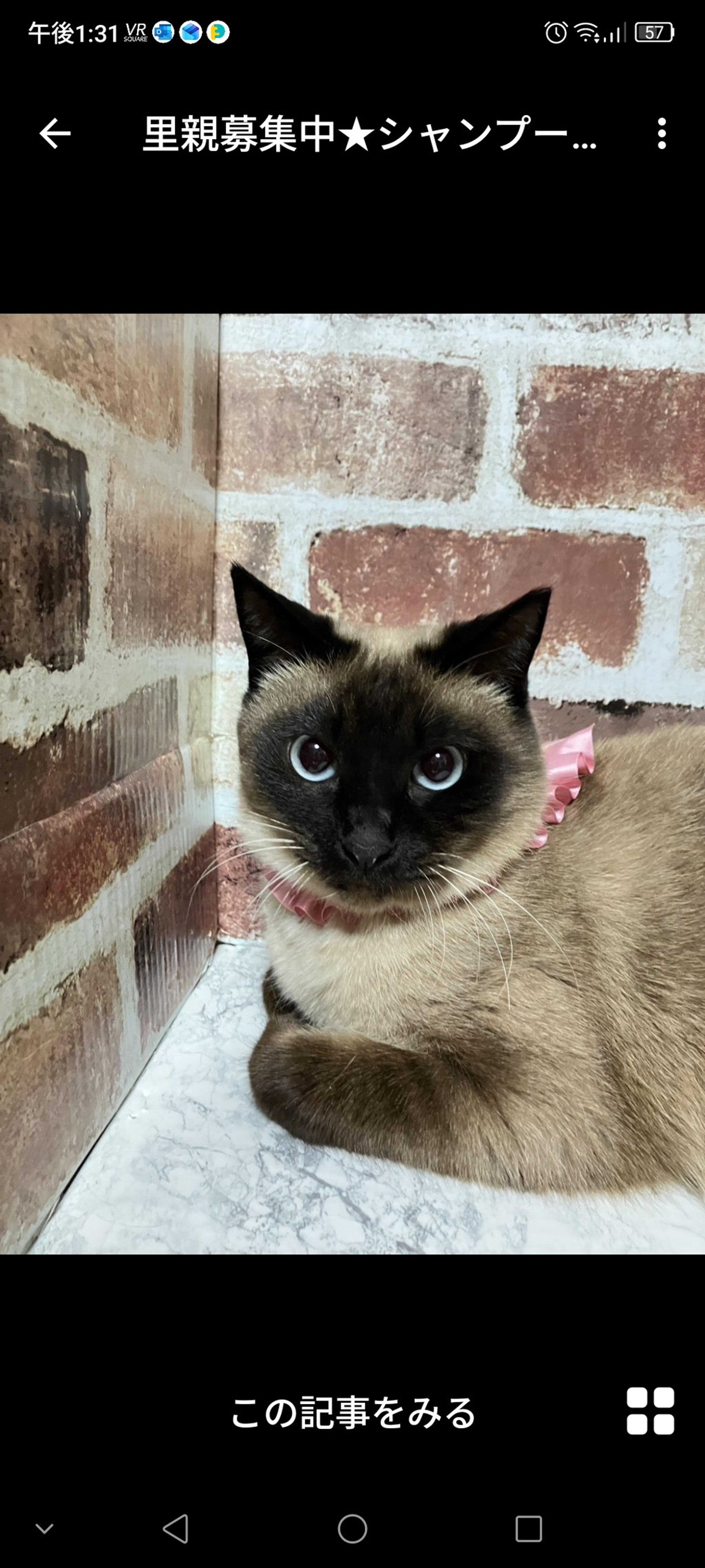 pet-image-2