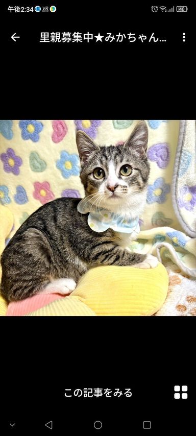 雑種（ミックス猫）・メスの里親募集の写真