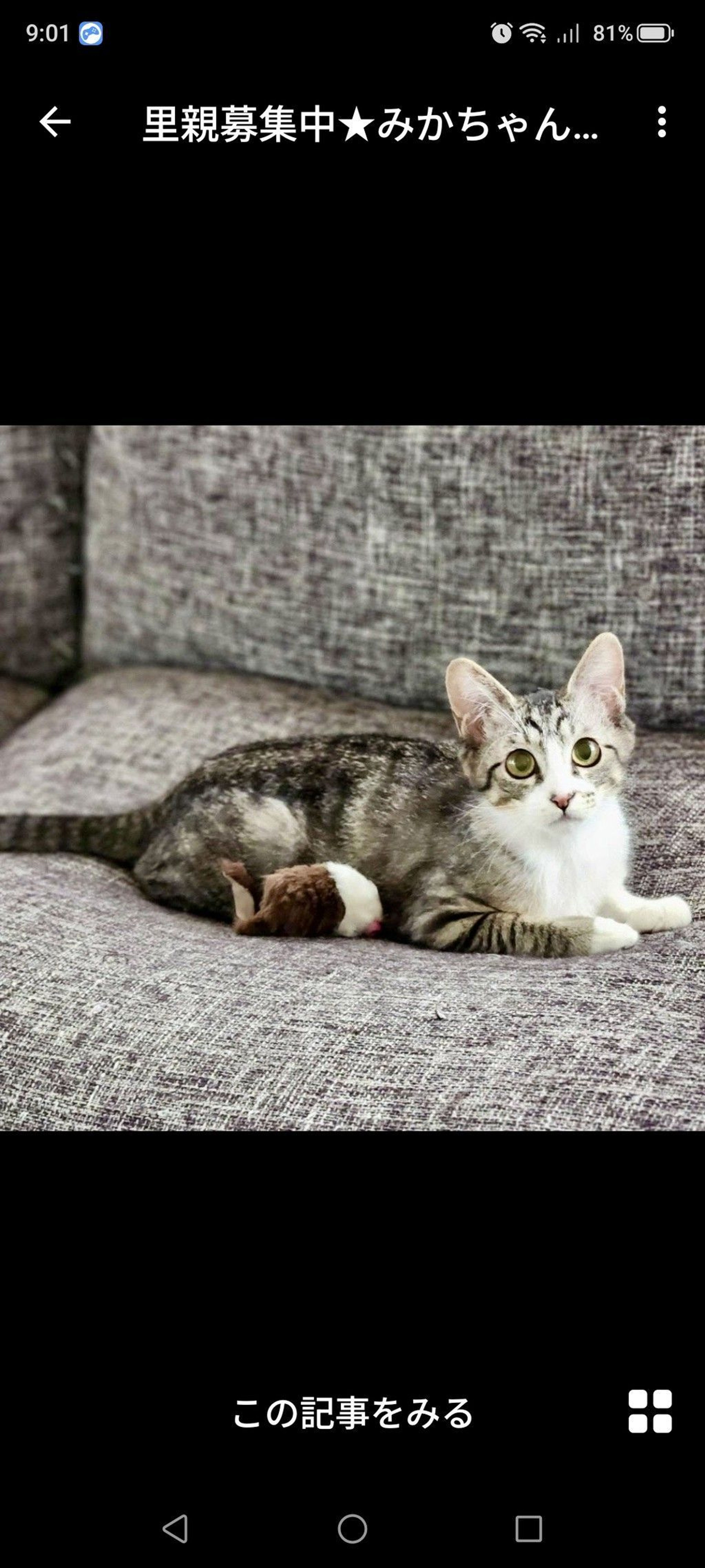 雑種（ミックス猫）・メスの里親募集の写真