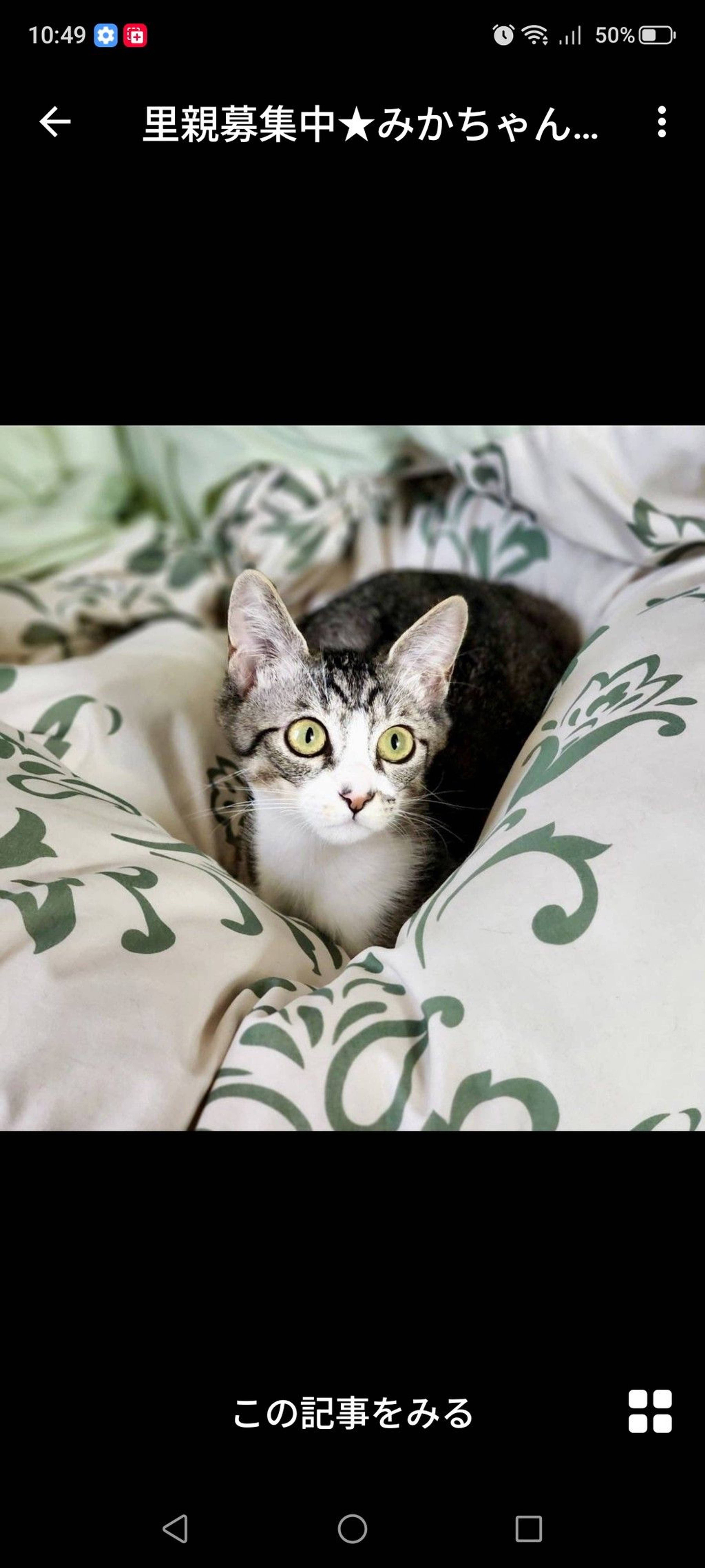 雑種（ミックス猫）・メスの里親募集の写真