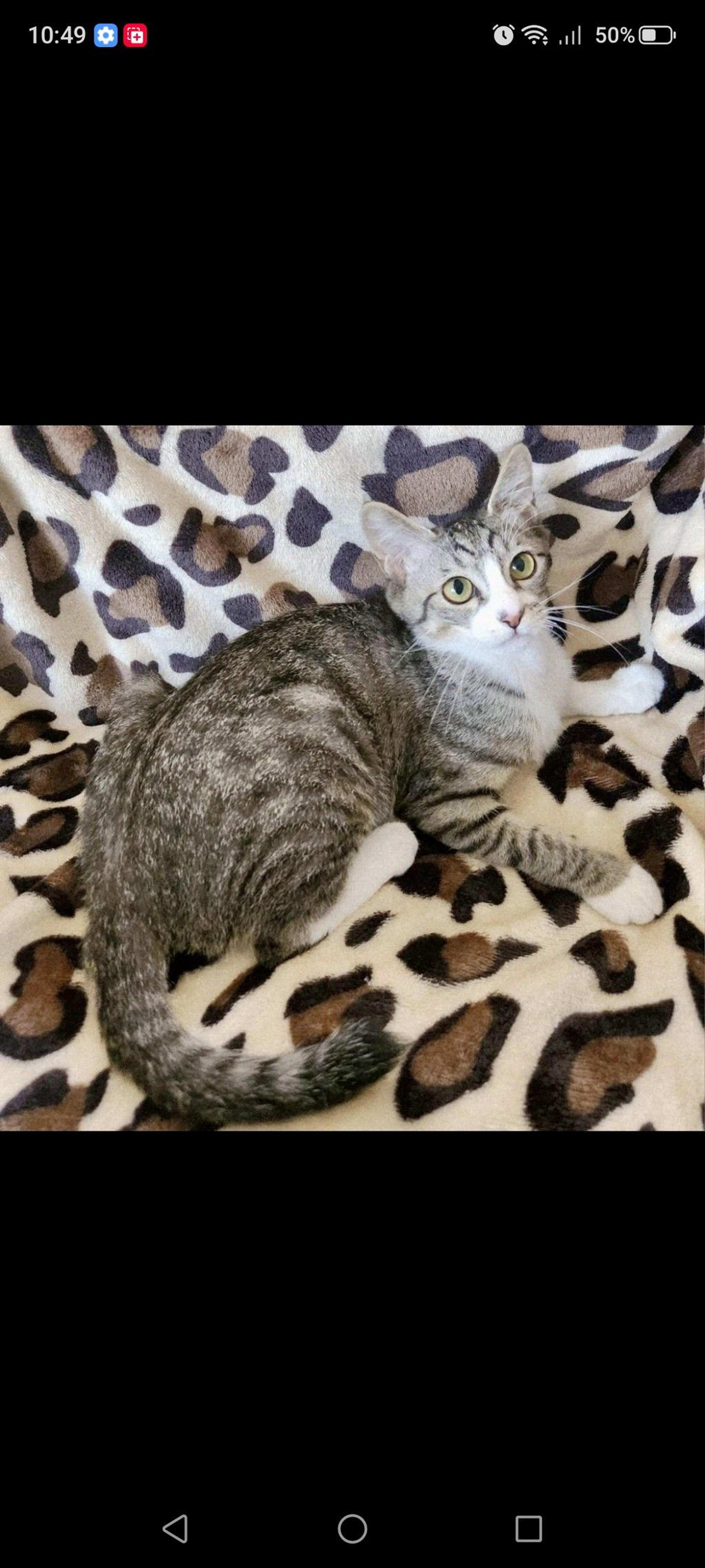 pet-image-3