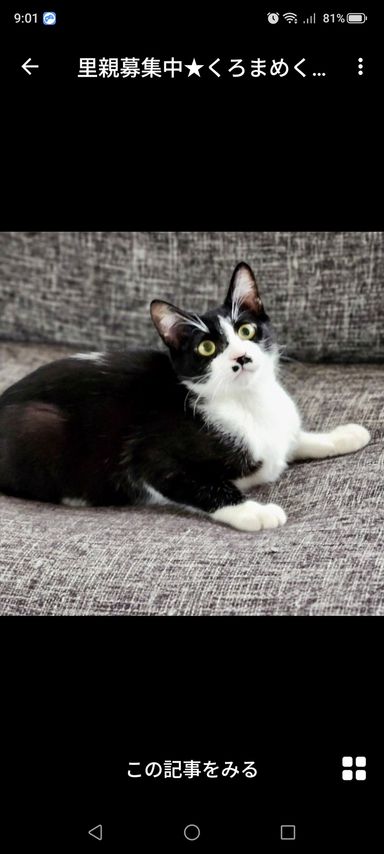 雑種（ミックス猫）・オスの里親募集の写真