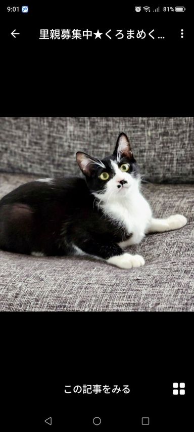 雑種（ミックス猫）・オスの里親募集の写真