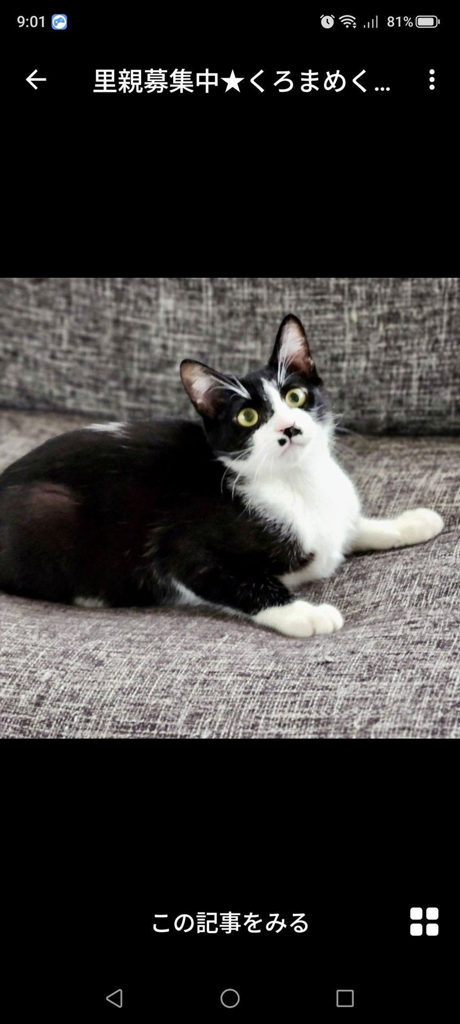 雑種（ミックス猫）・オスの里親募集の写真