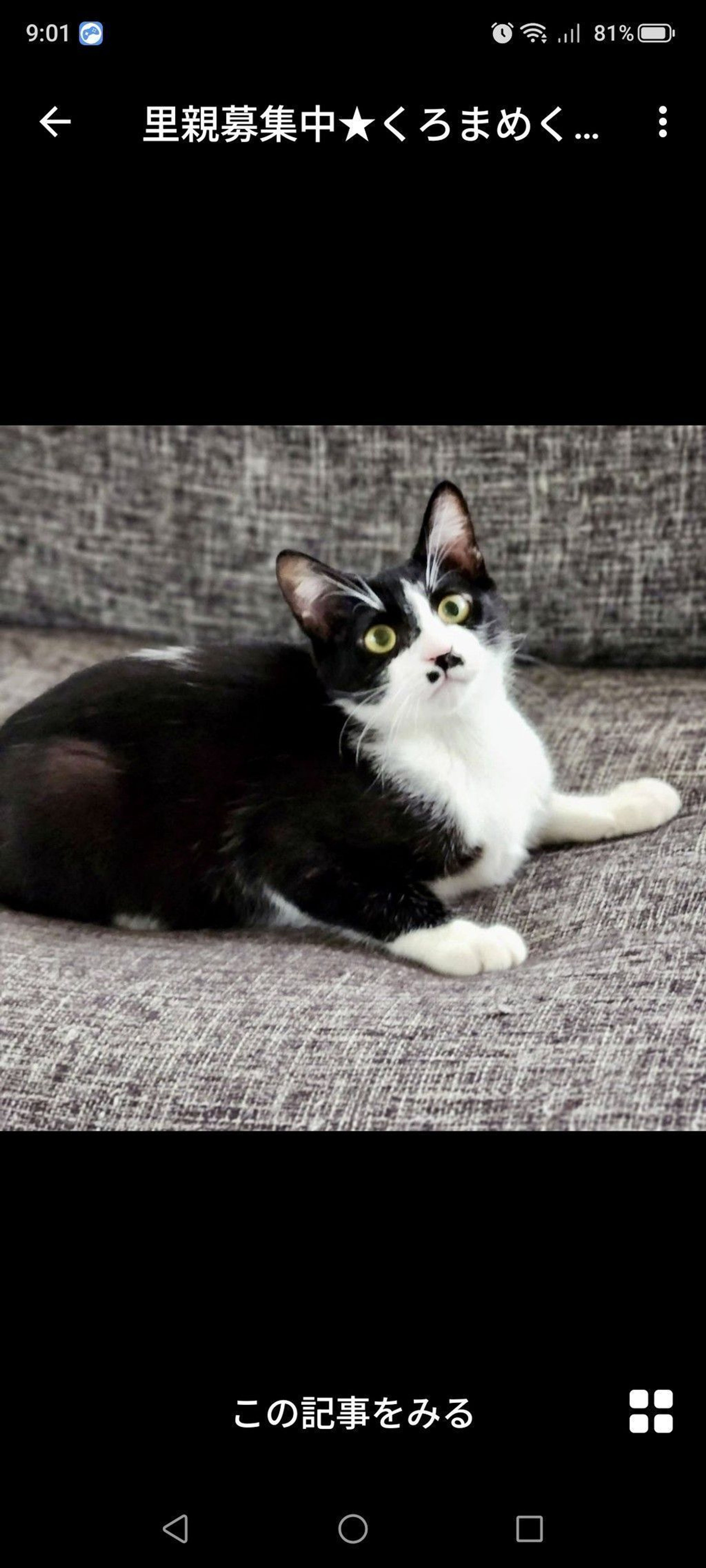 雑種（ミックス猫）・オスの里親募集の写真