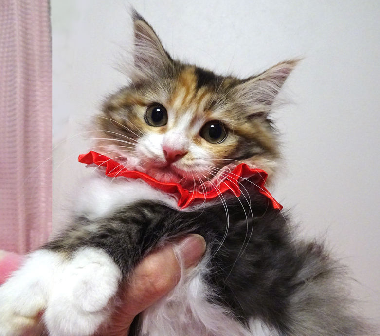 ラグドール×サイベリアン☆みぃちゃん3ヵ月半 | 雑種（ミックス猫