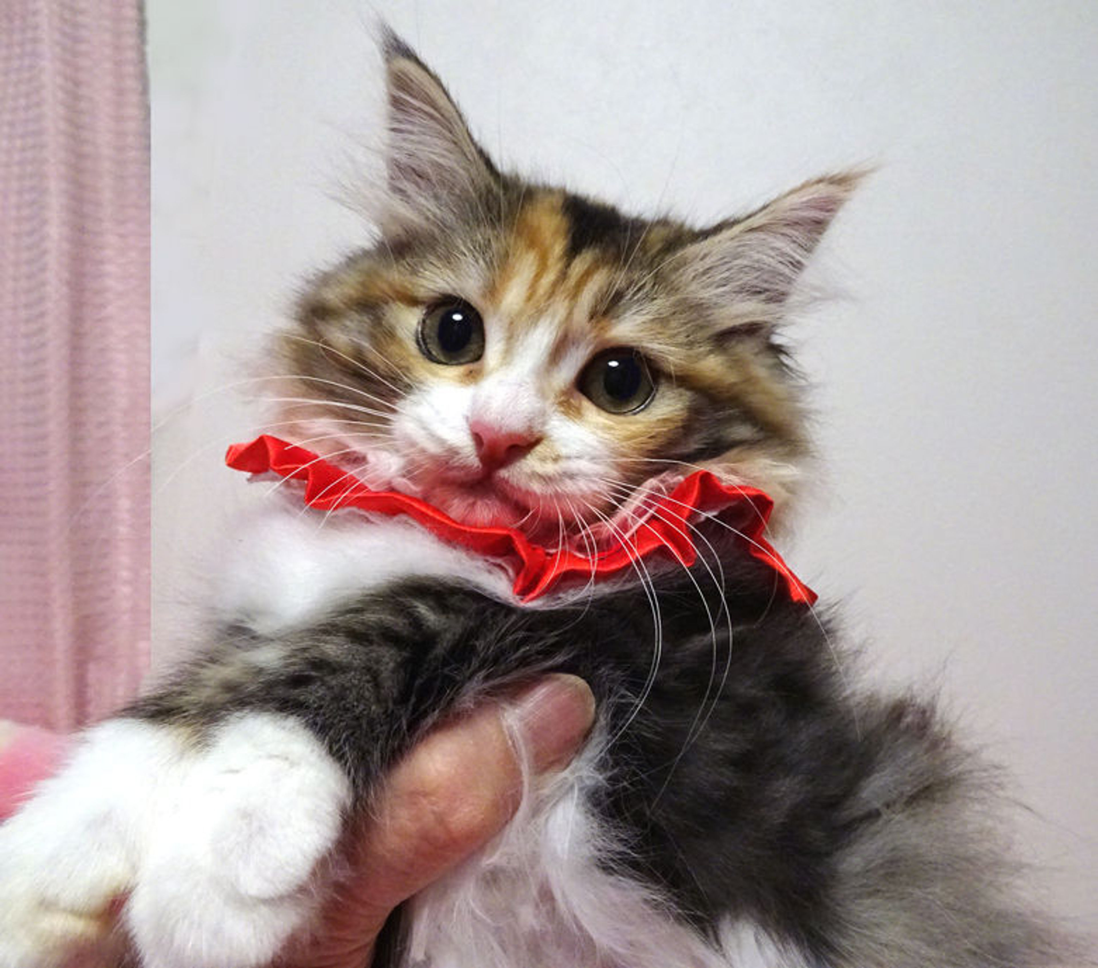 雑種（ミックス猫）・メスの里親募集の写真