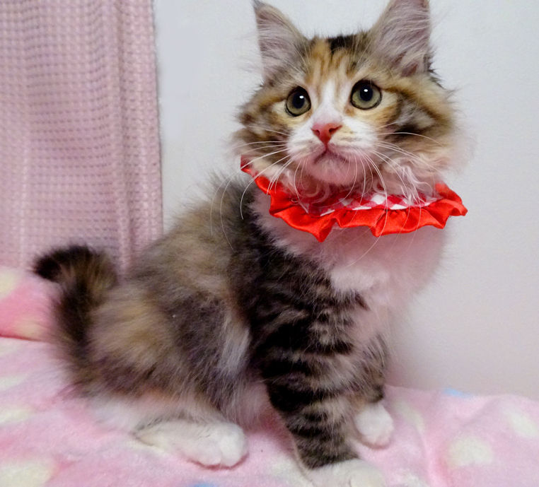 ラグドール×サイベリアン☆みぃちゃん3ヵ月半 | 雑種（ミックス猫