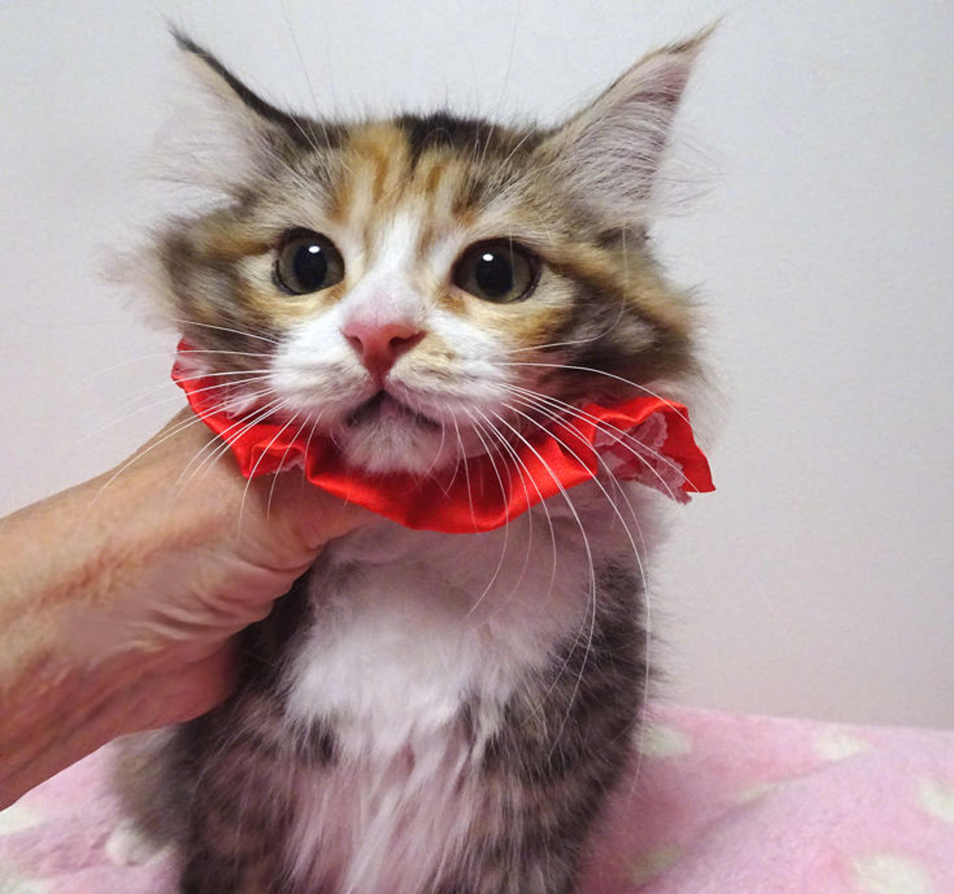 pet-image-6