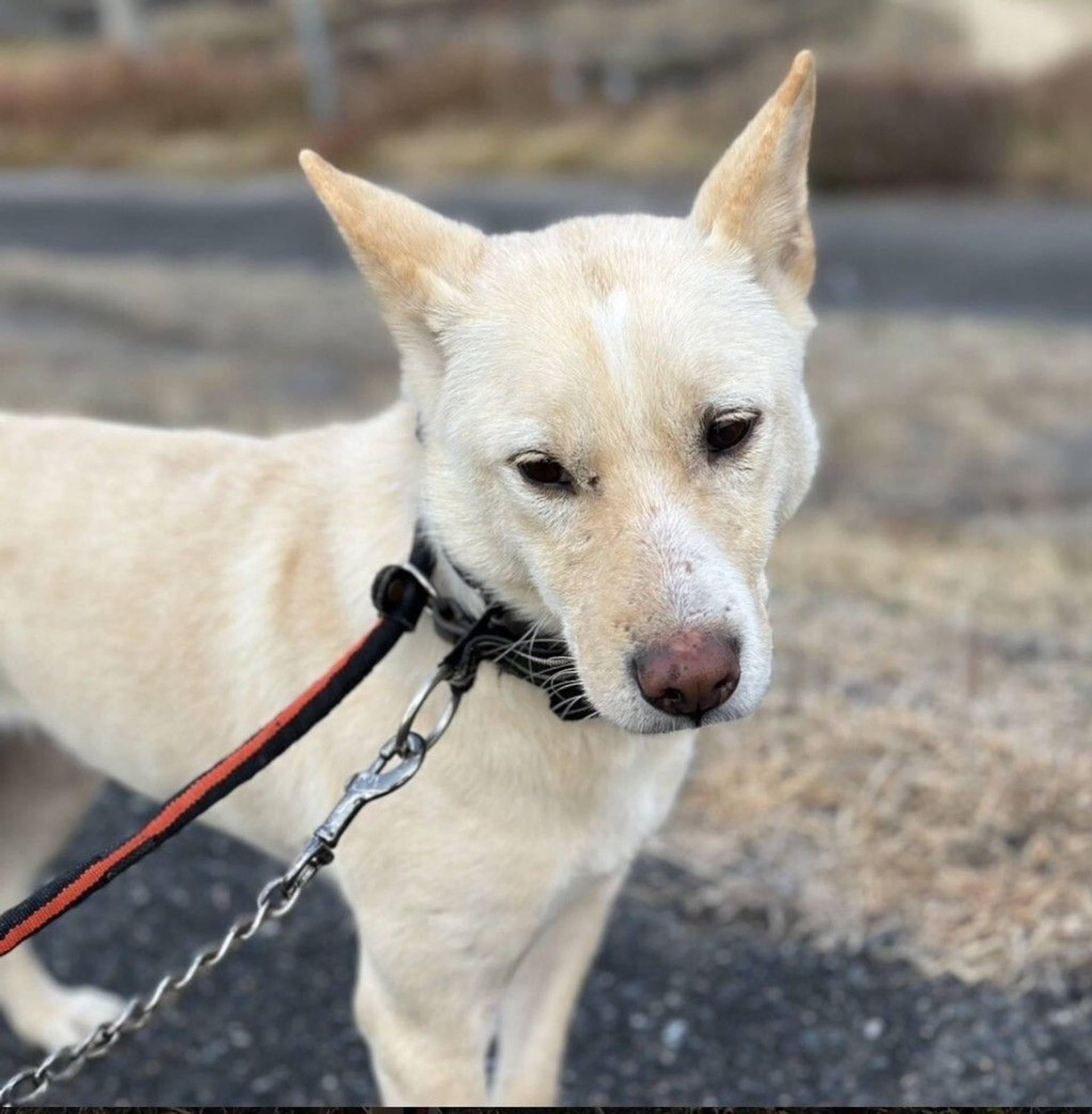 雑種（ミックス犬）・オスの里親募集の写真