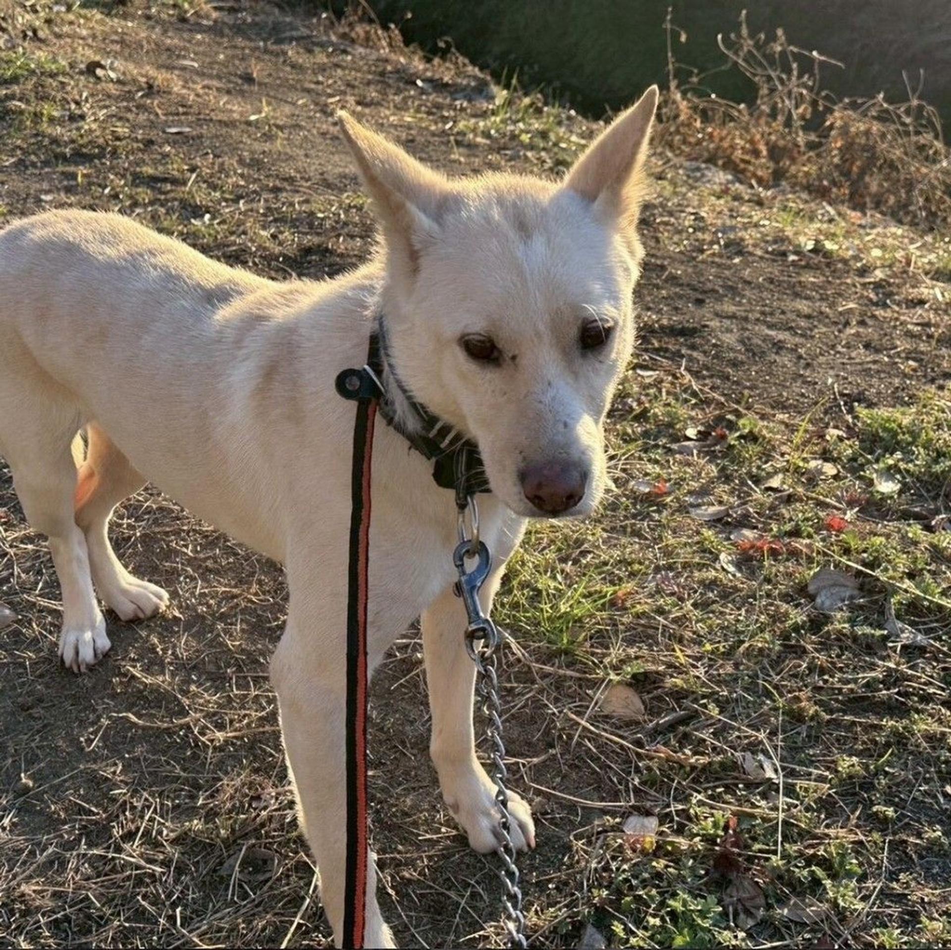 pet-image-5