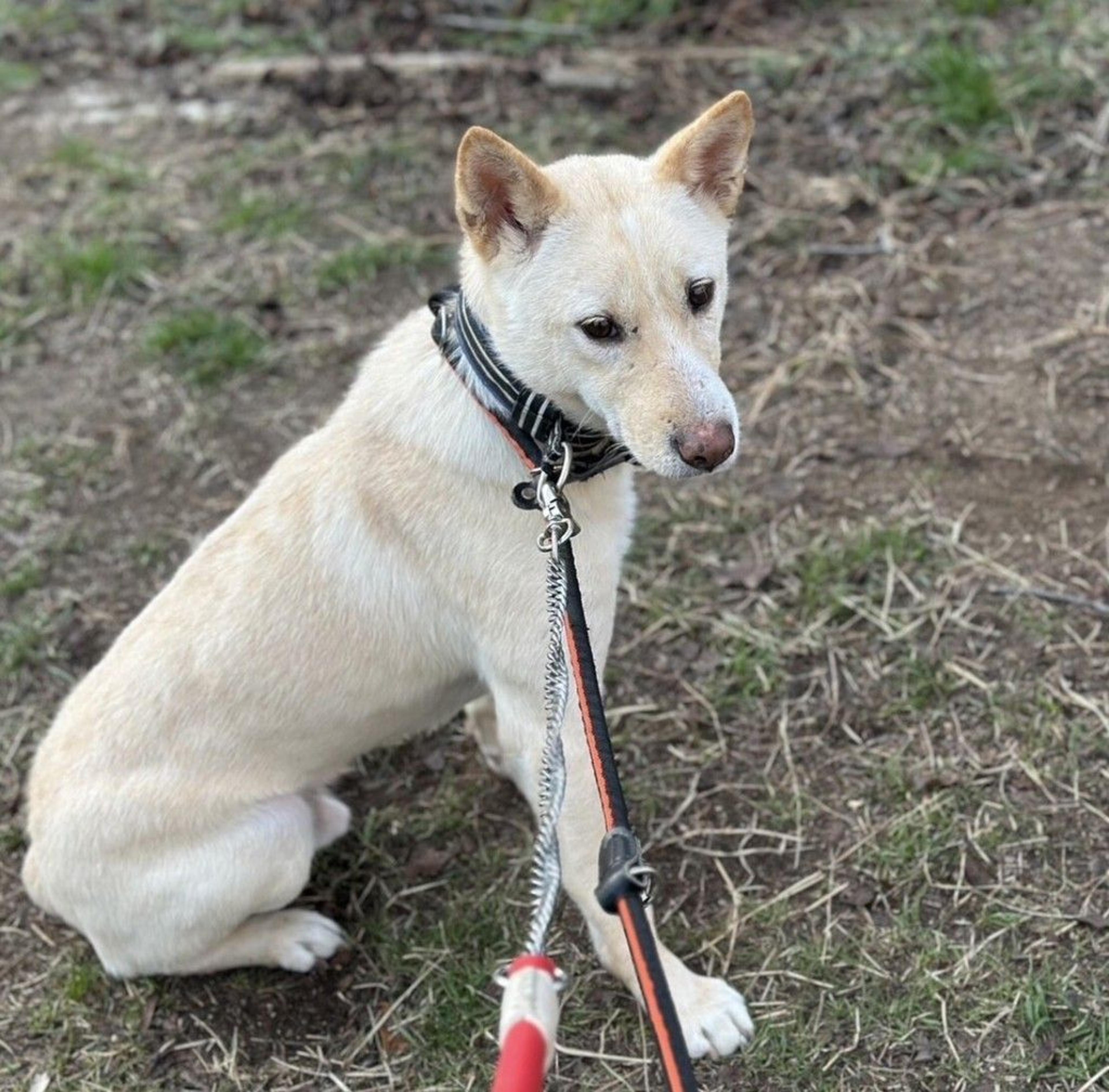 pet-image-7