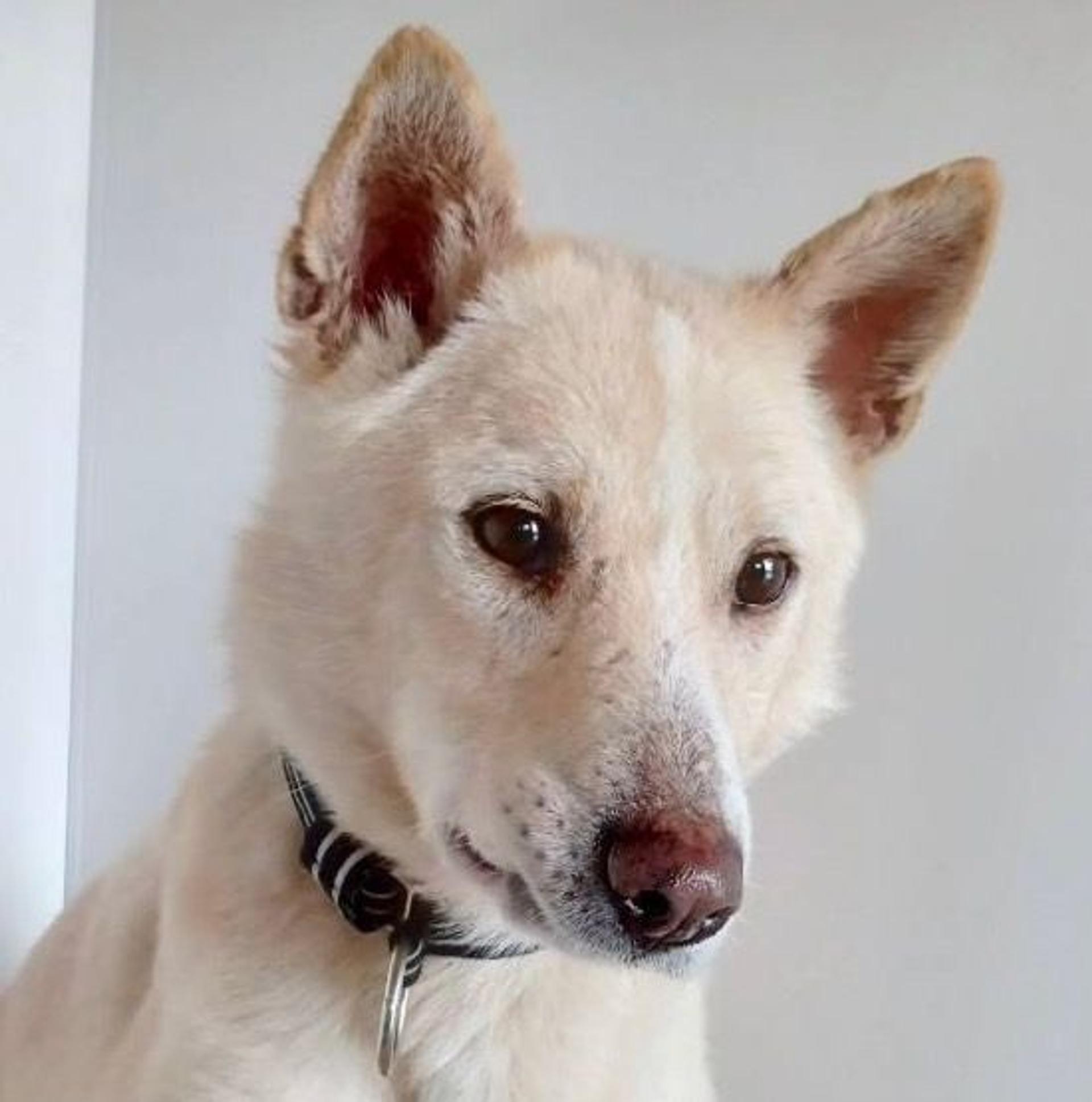 pet-image-8