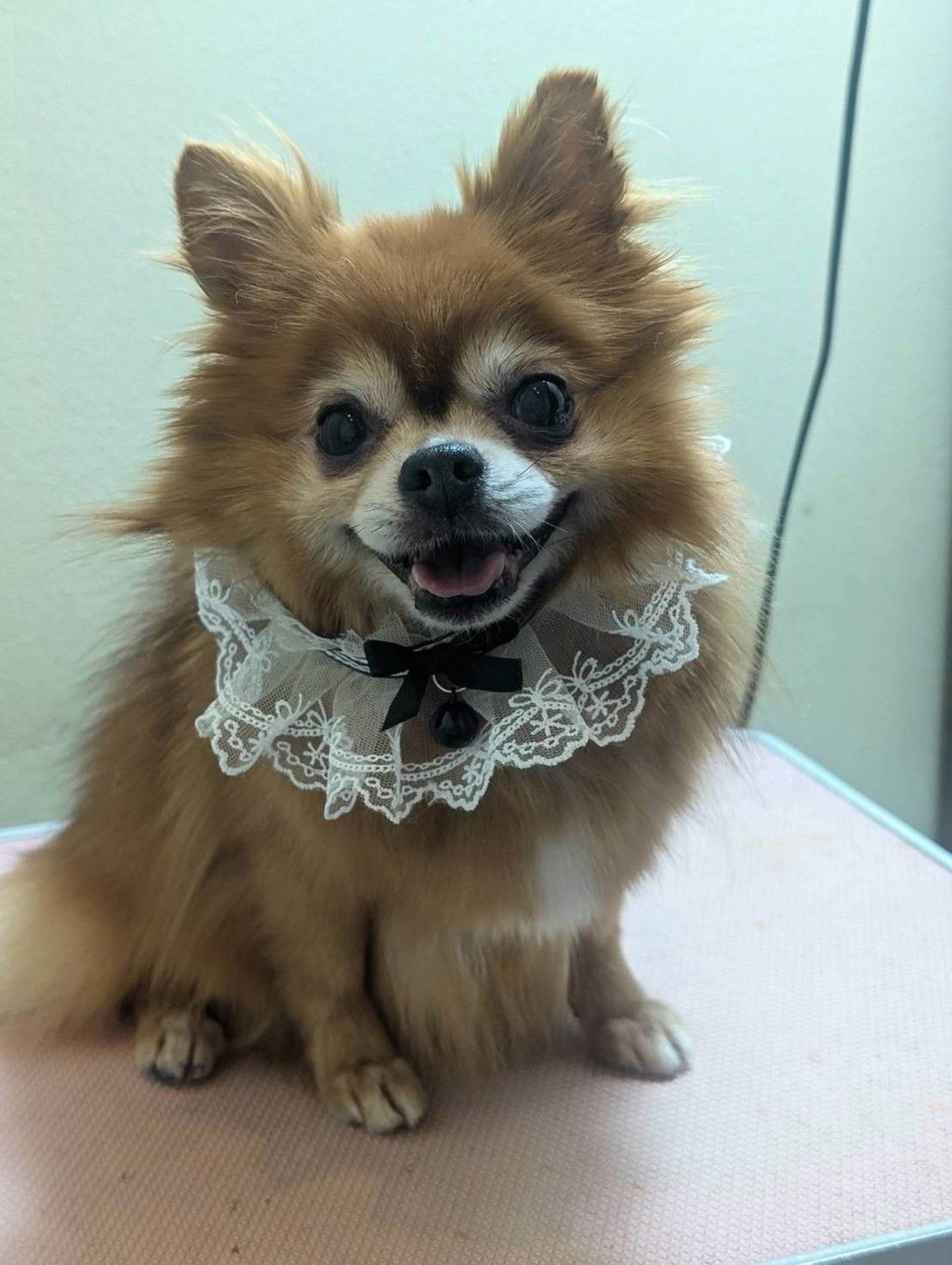 雑種（ミックス犬）・オスの里親募集の写真