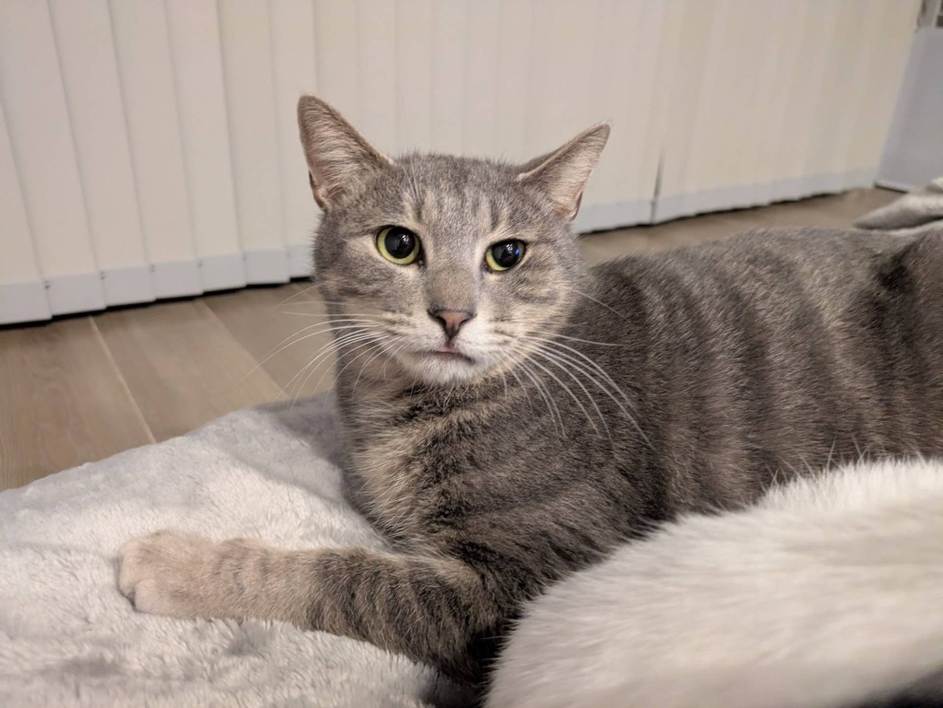 雑種（ミックス猫）・オスの里親募集の写真