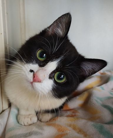 雑種（ミックス猫）・メスの里親募集の写真