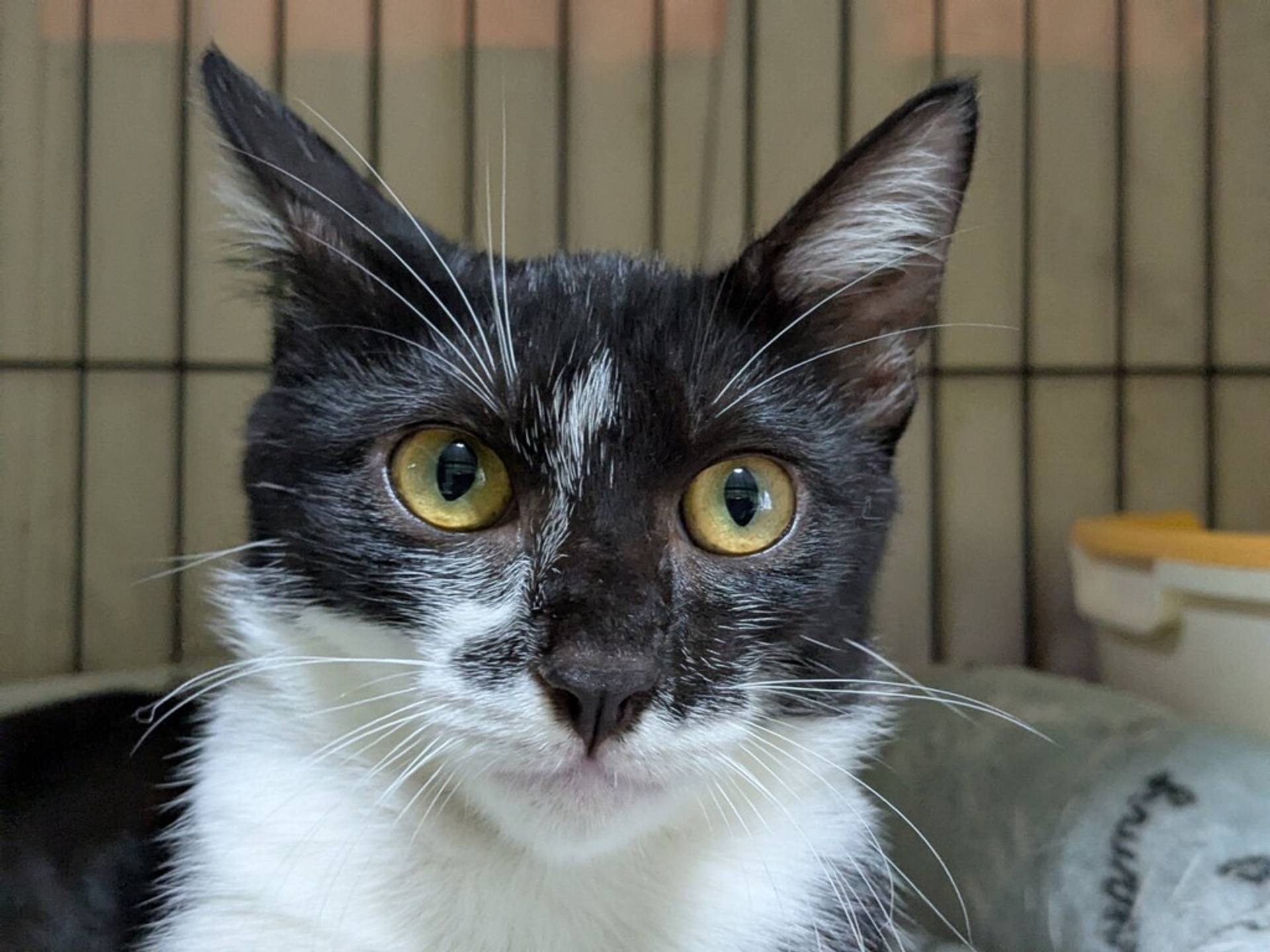 雑種（ミックス猫）・メスの里親募集の写真