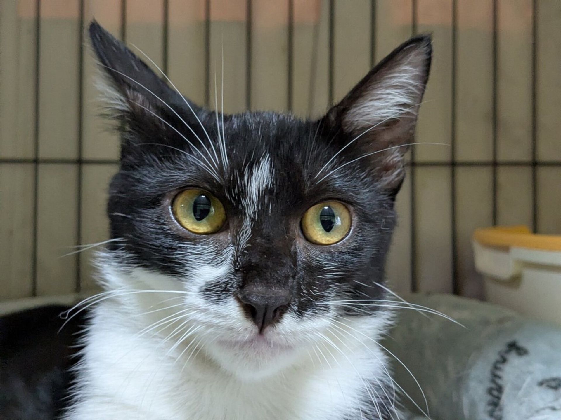 雑種（ミックス猫）・メスの里親募集の写真