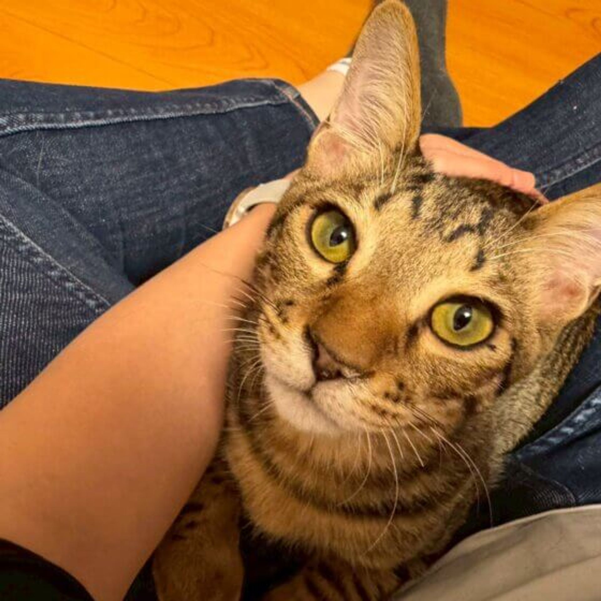 雑種（ミックス猫）・オスの里親募集の写真