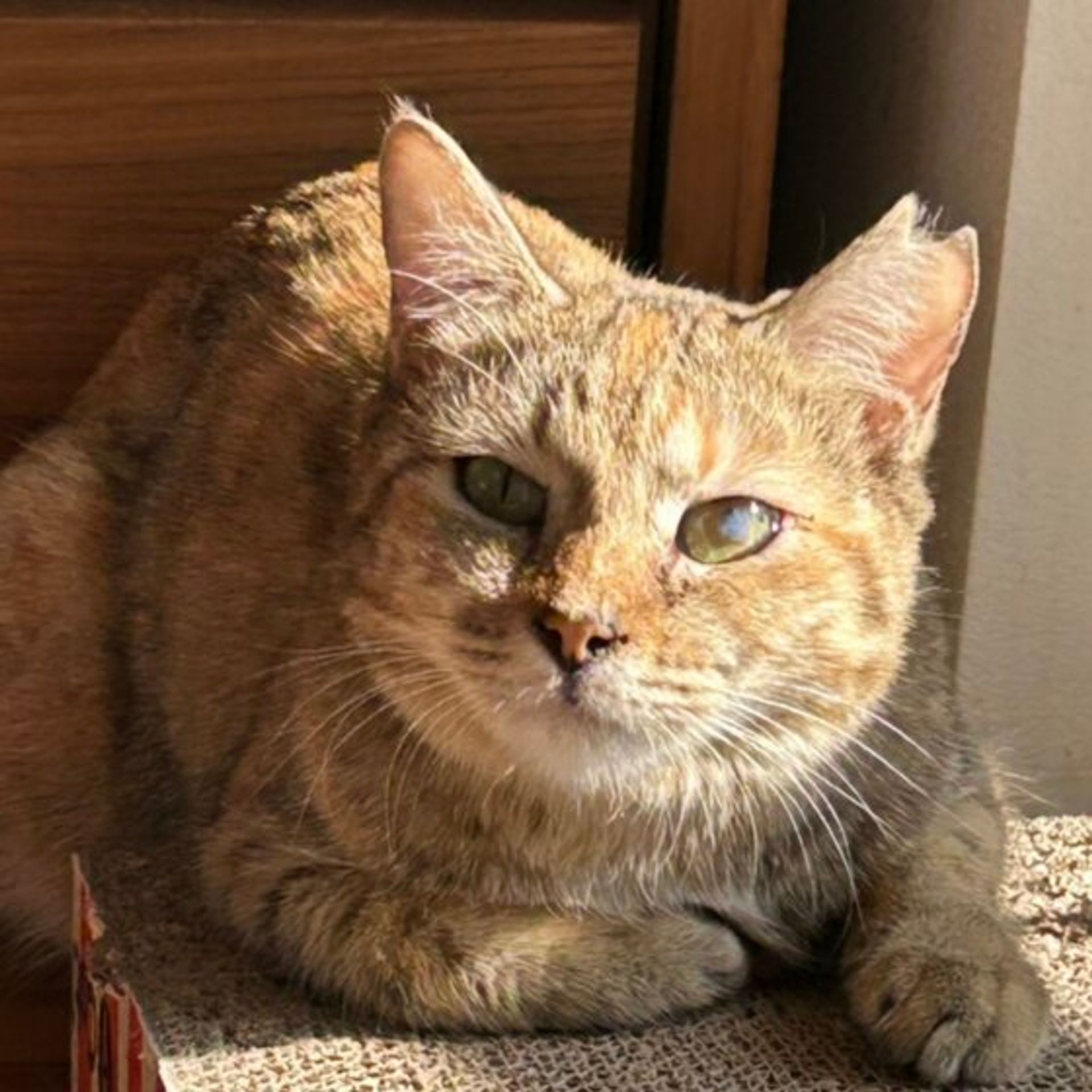 雑種（ミックス猫）・メスの里親募集の写真