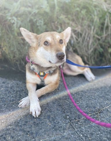 雑種（ミックス犬）・メスの里親募集の写真