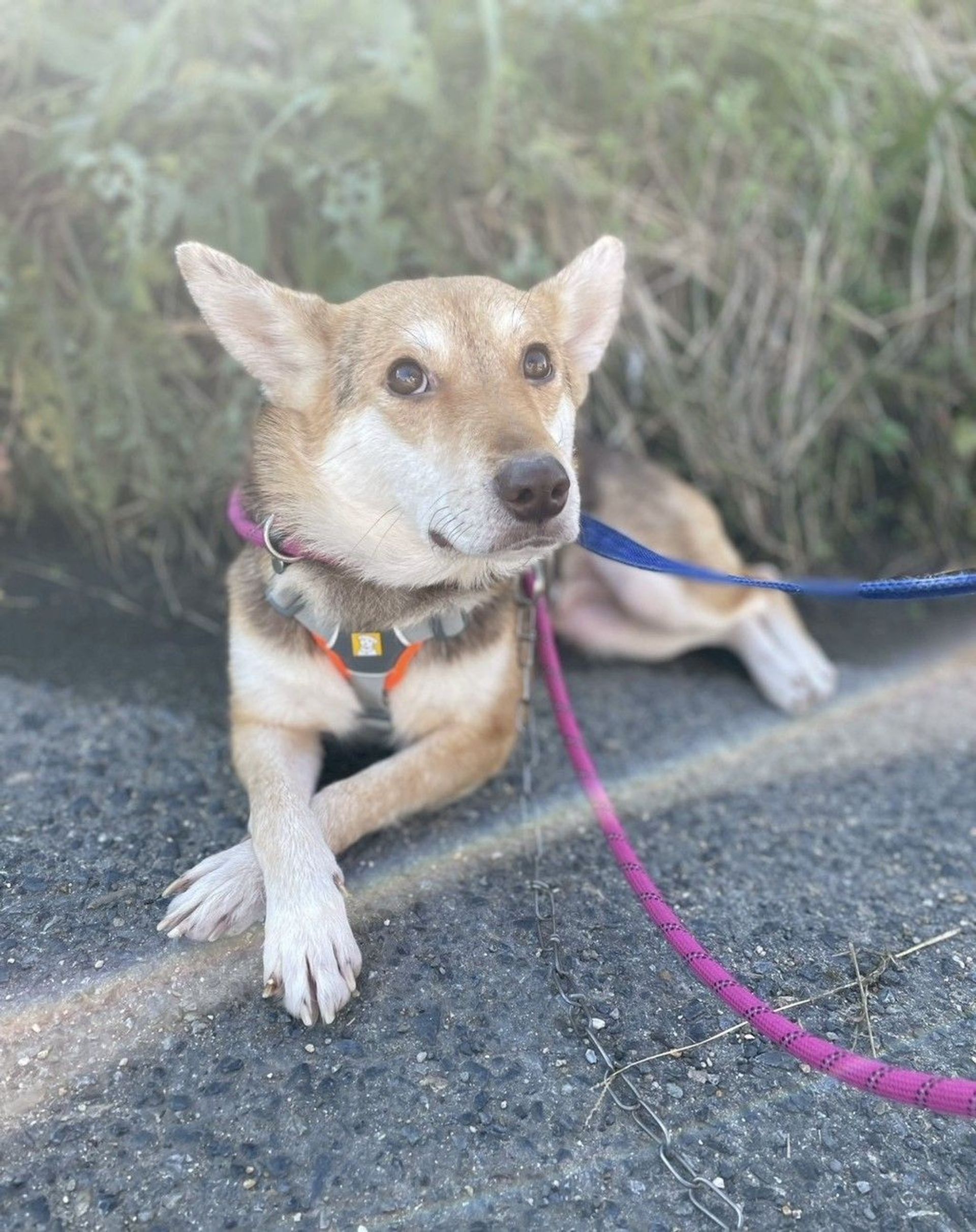 雑種（ミックス犬）・メスの里親募集の写真