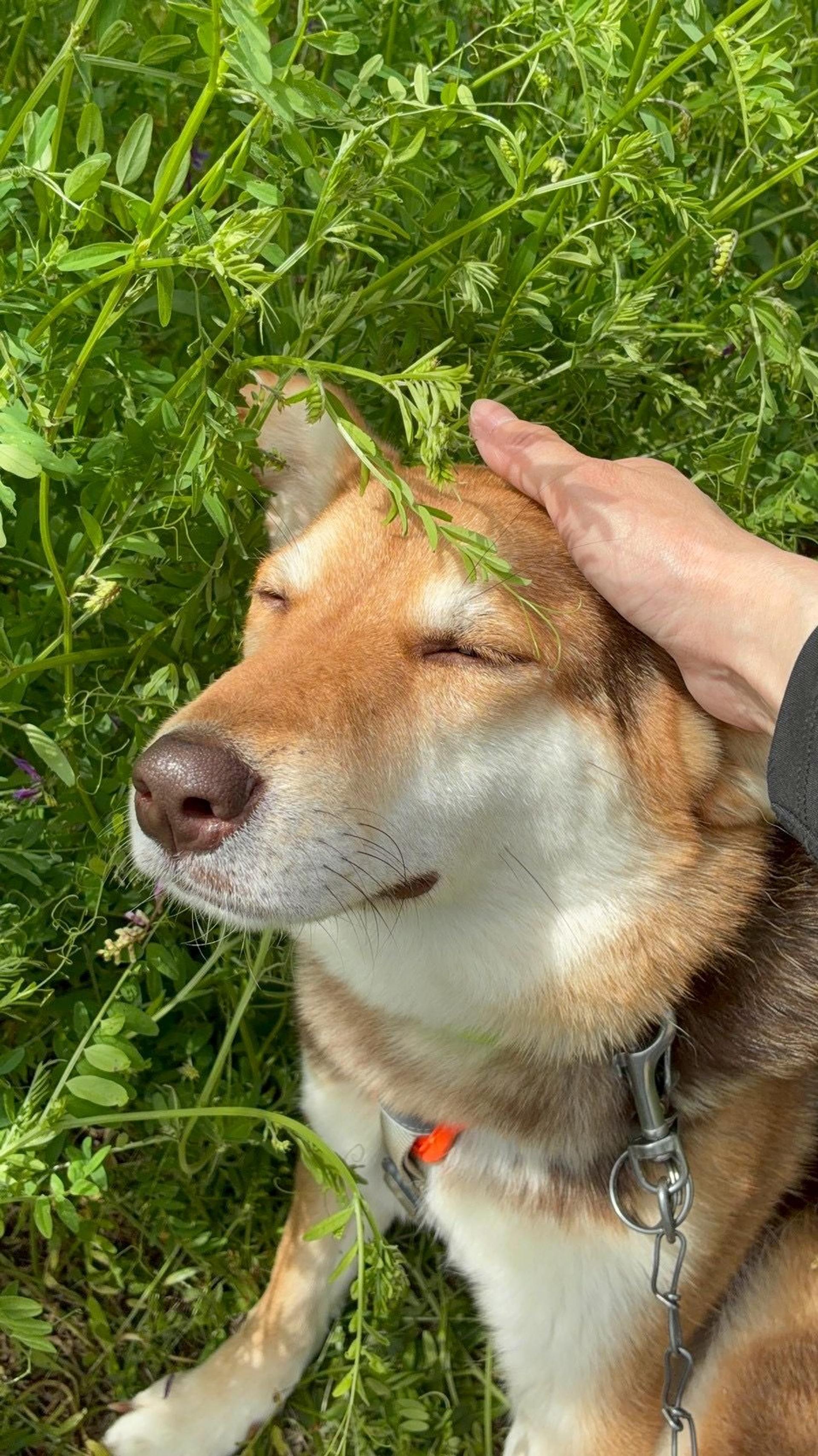 pet-image-2