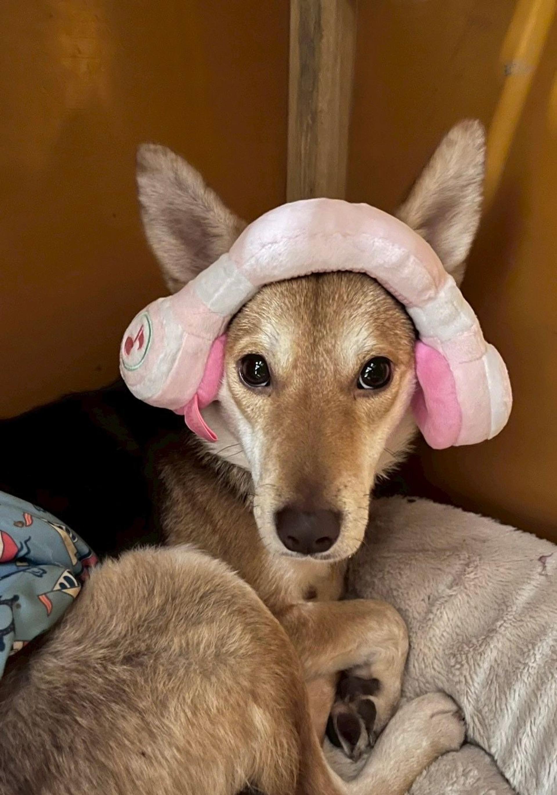pet-image-5