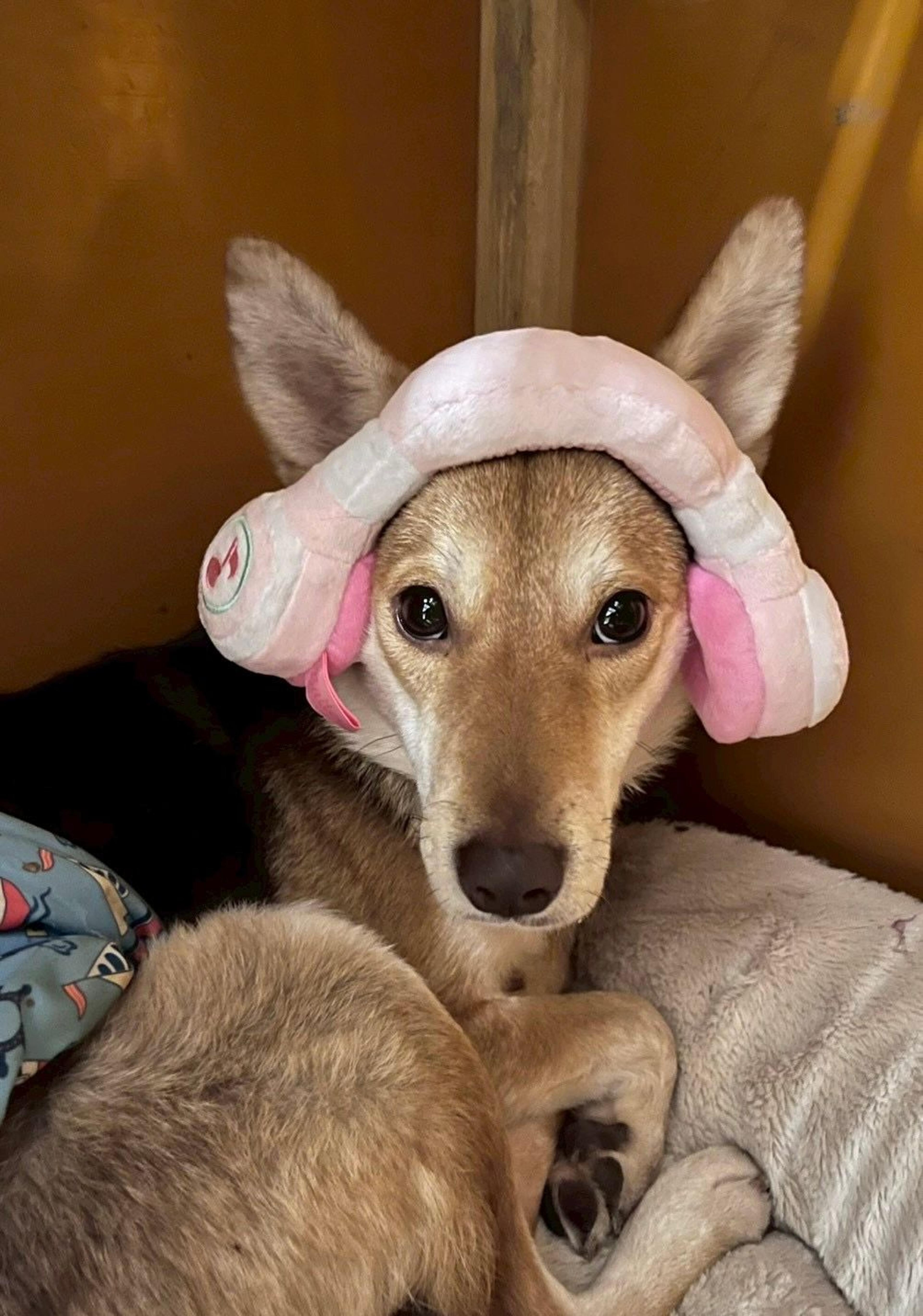 pet-image-5