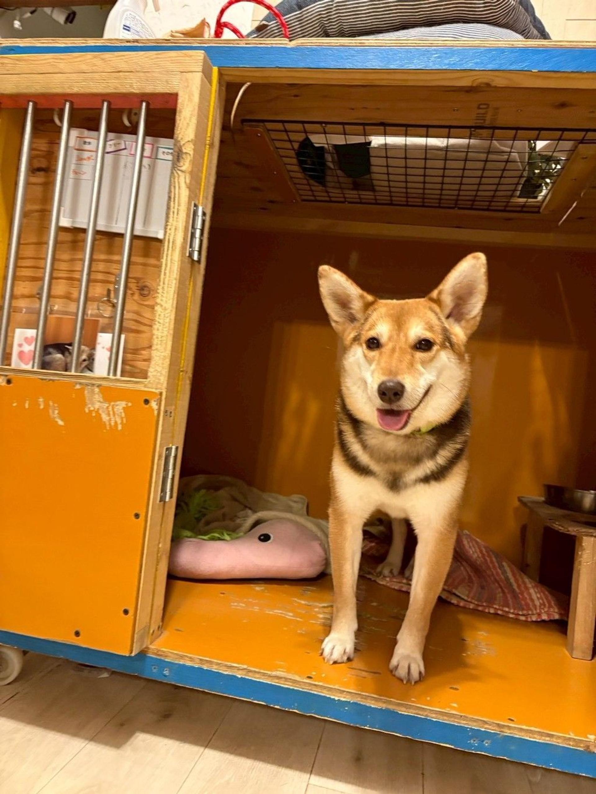 pet-image-6