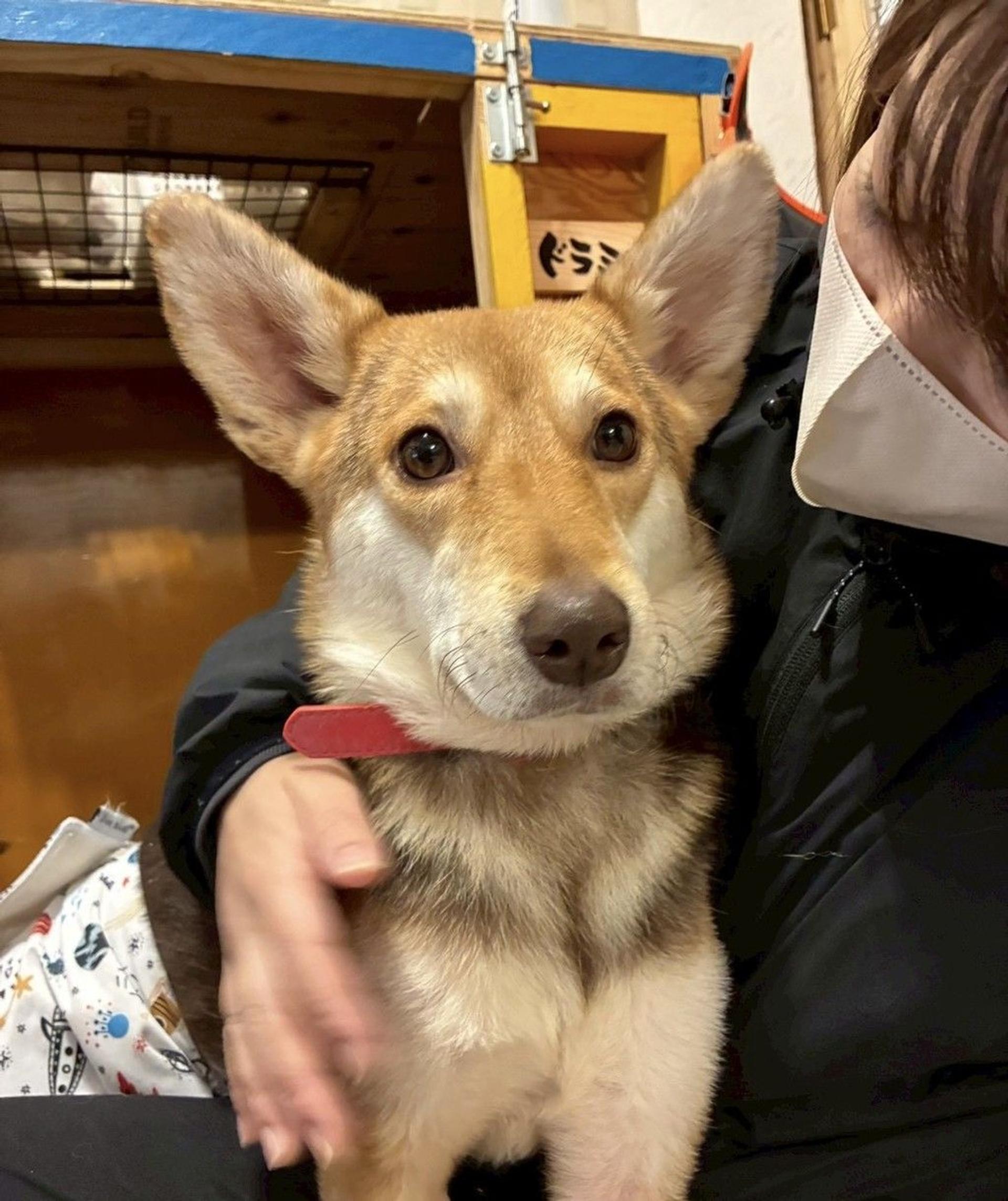 pet-image-7