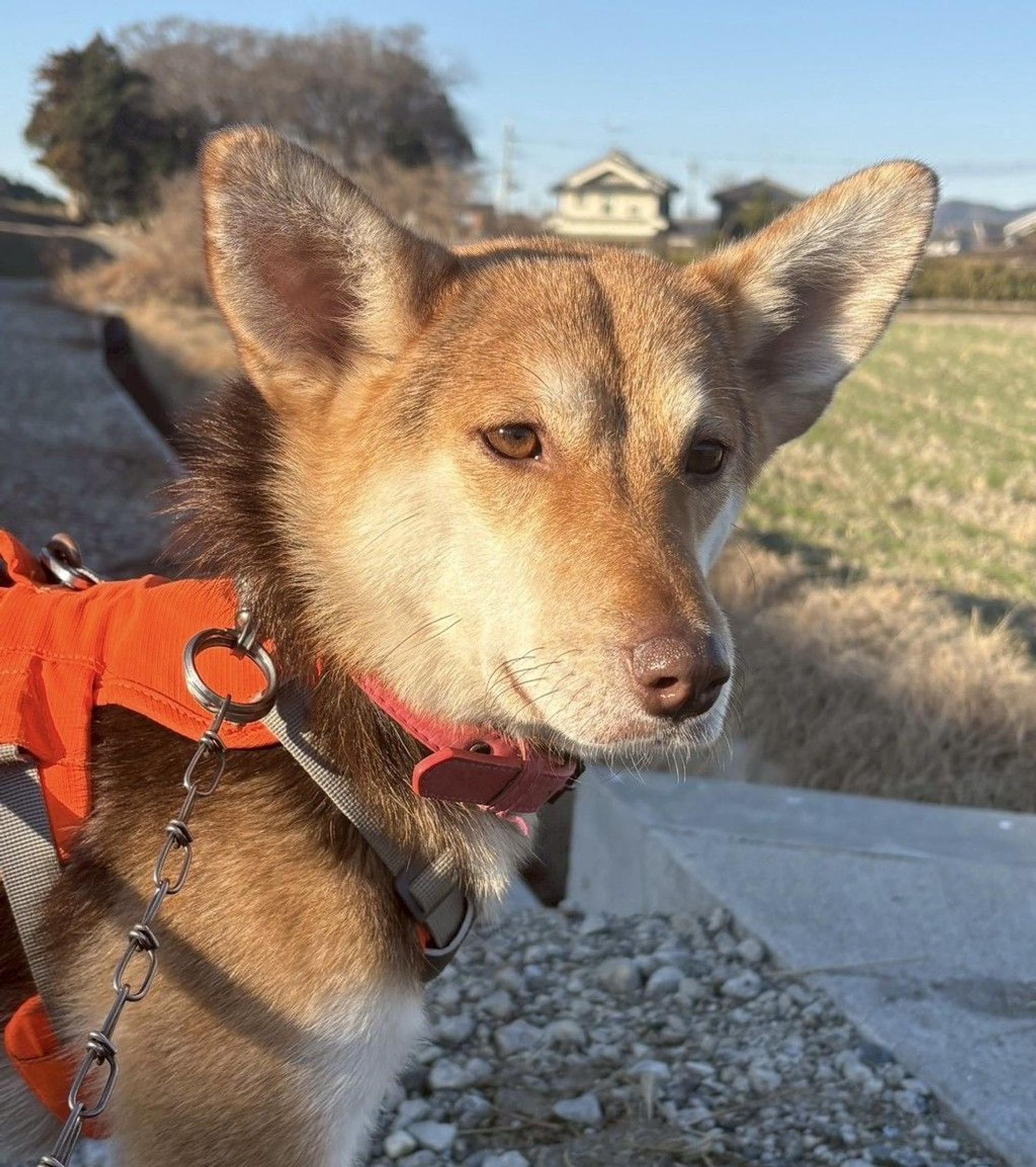 pet-image-9