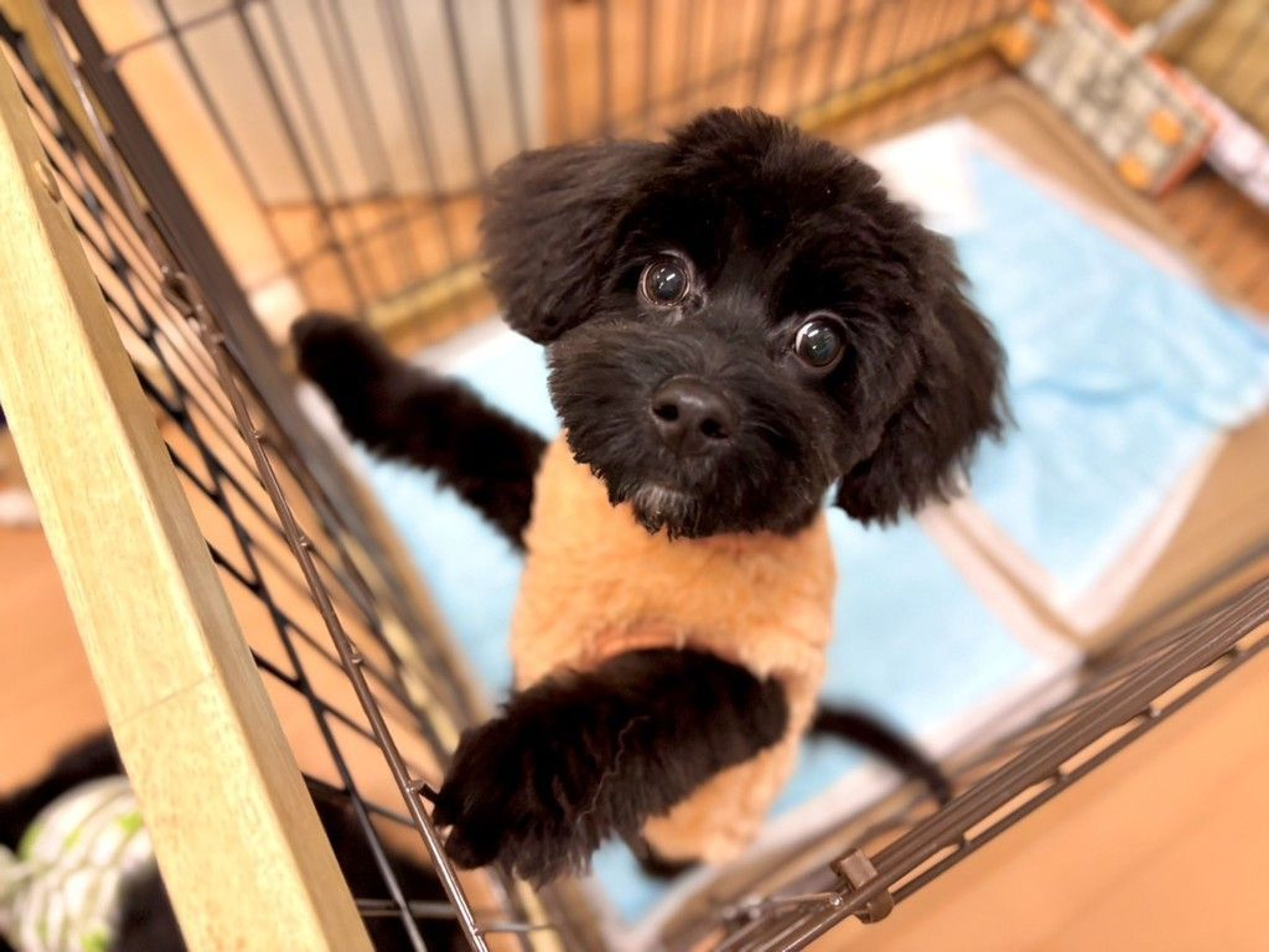 雑種（ミックス犬）・オスの里親募集の写真