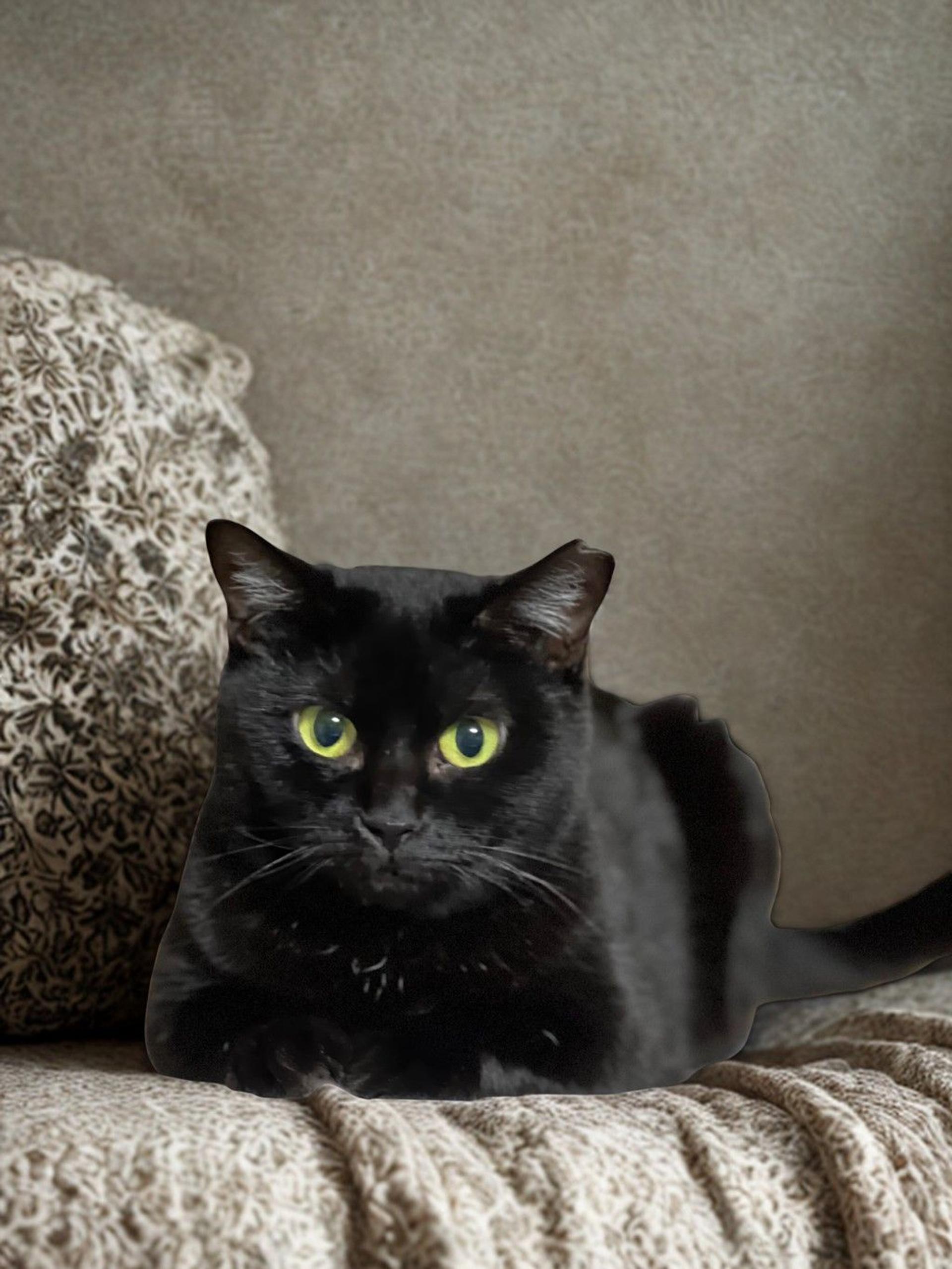 pet-image-3