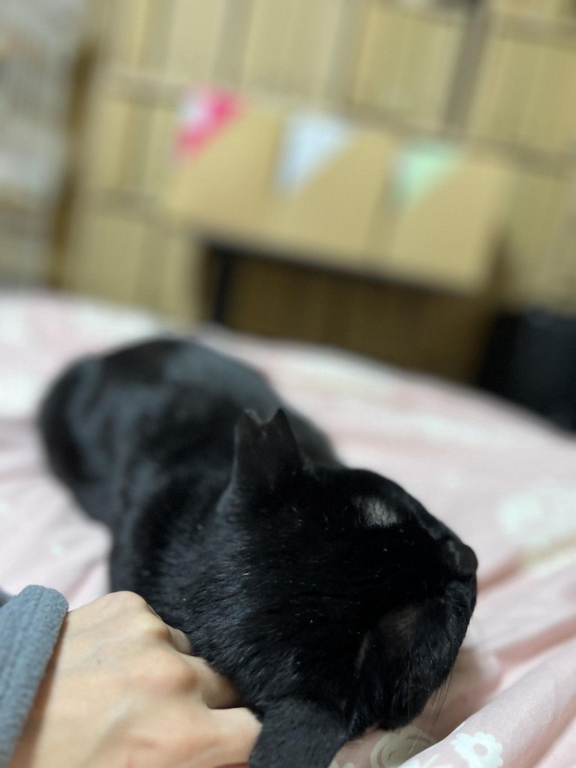 pet-image-5