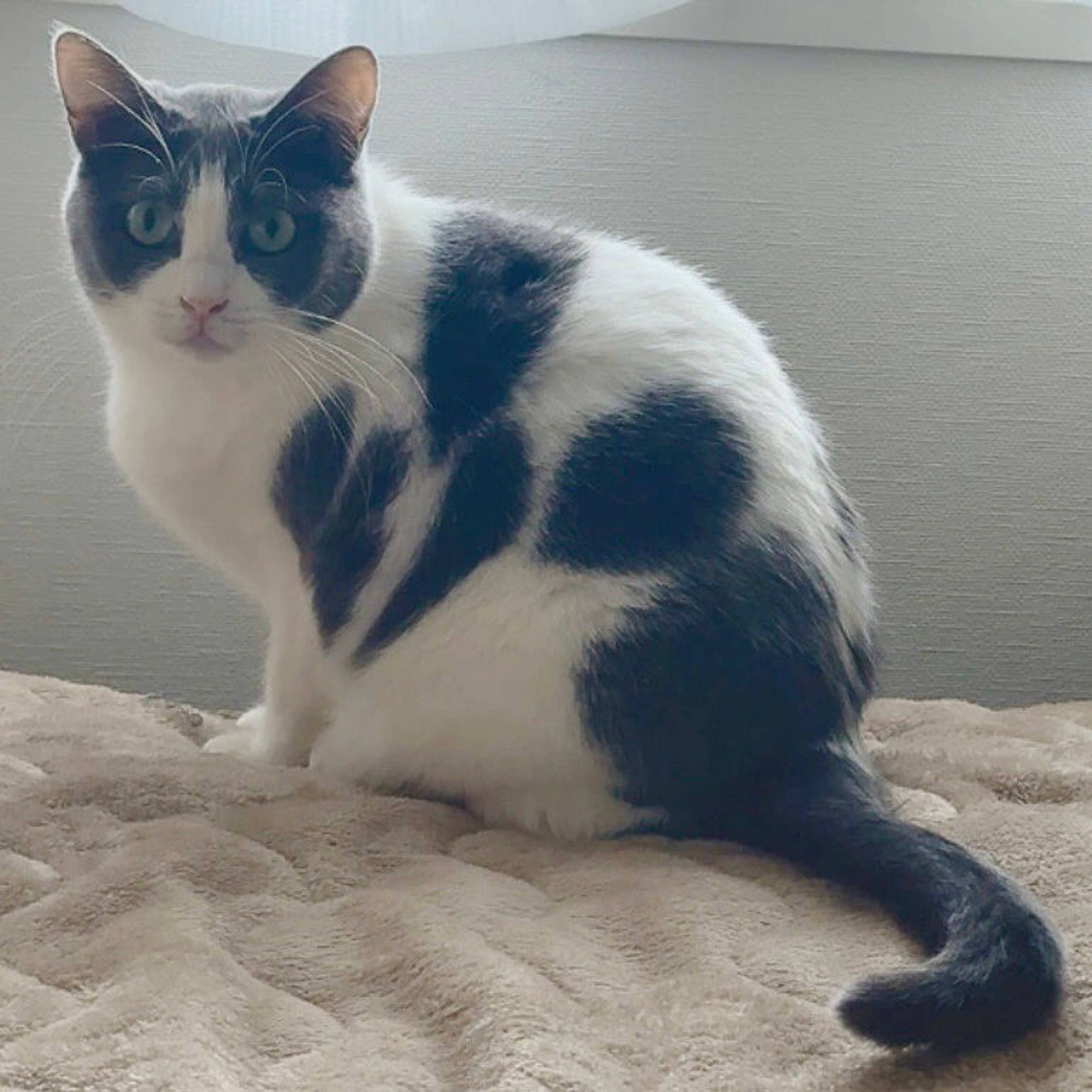 雑種（ミックス猫）・メスの里親募集の写真