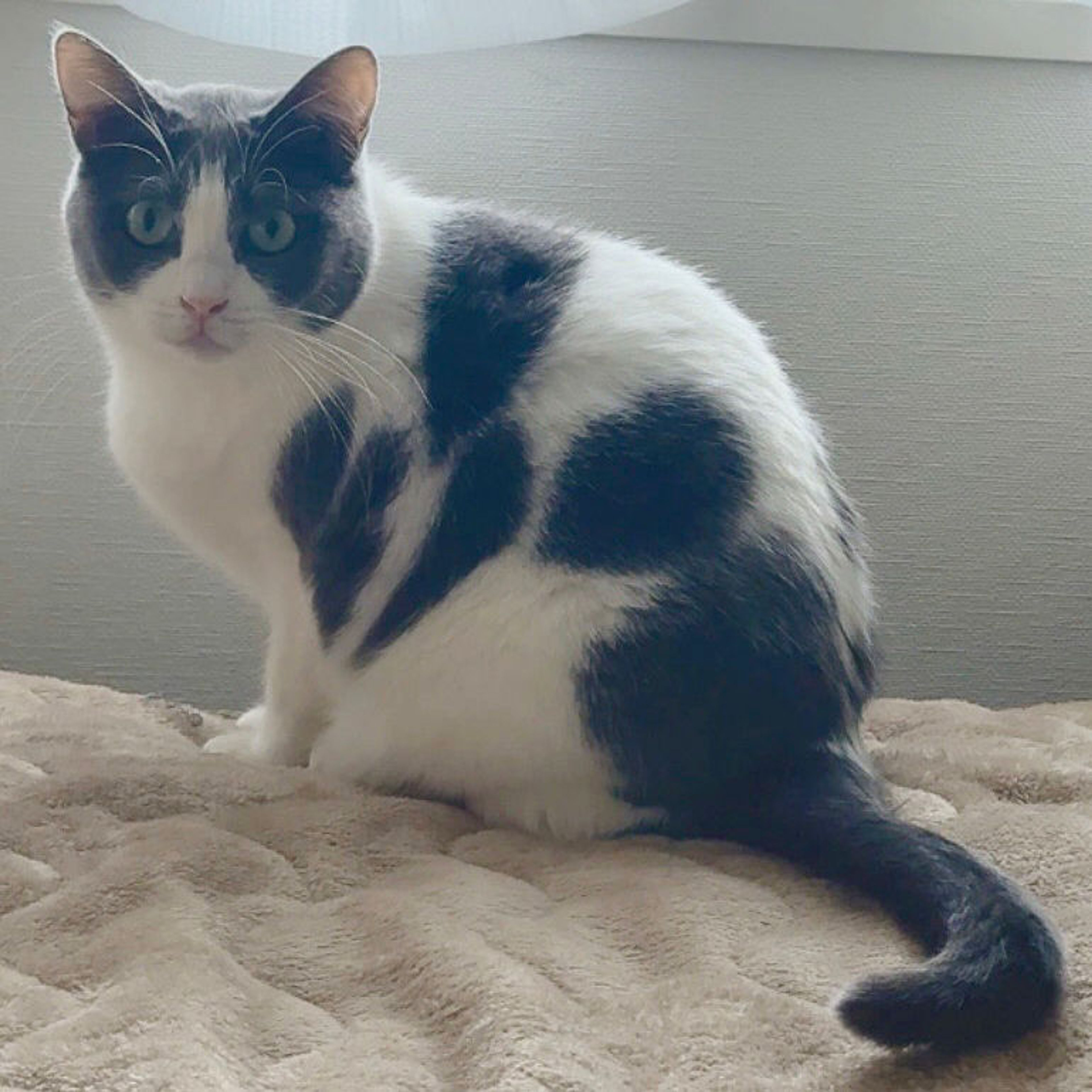 雑種（ミックス猫）・メスの里親募集の写真