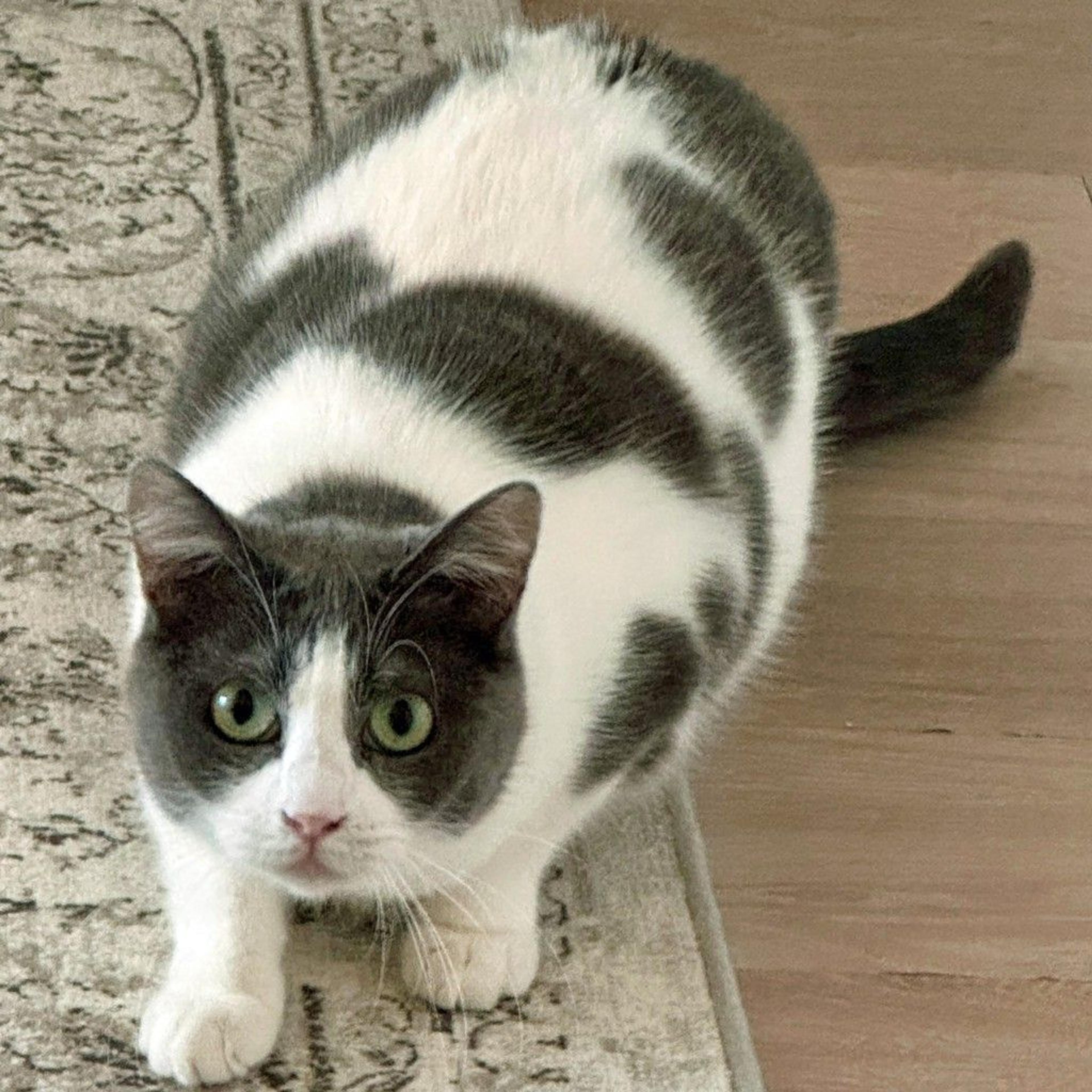 pet-image-2