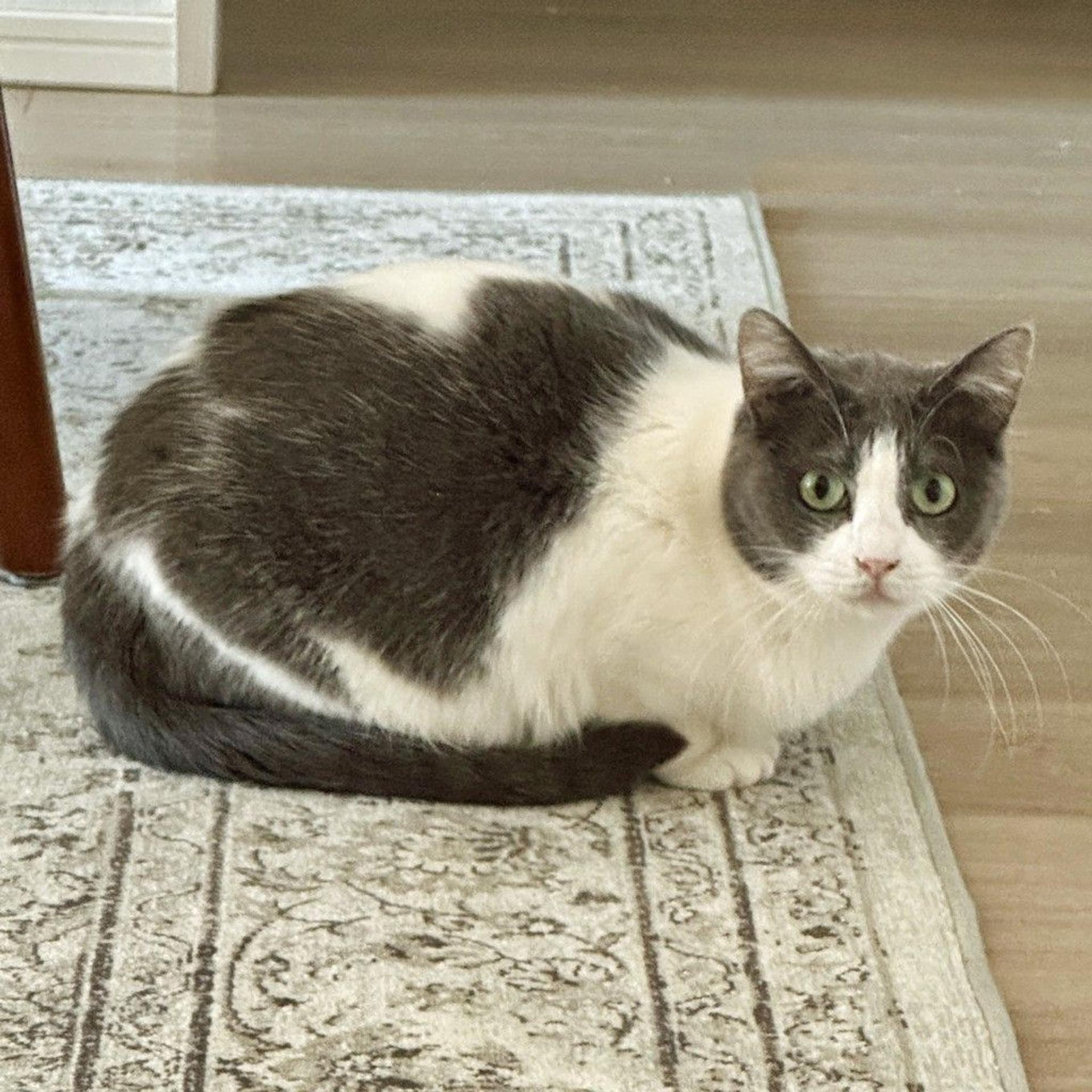 pet-image-3