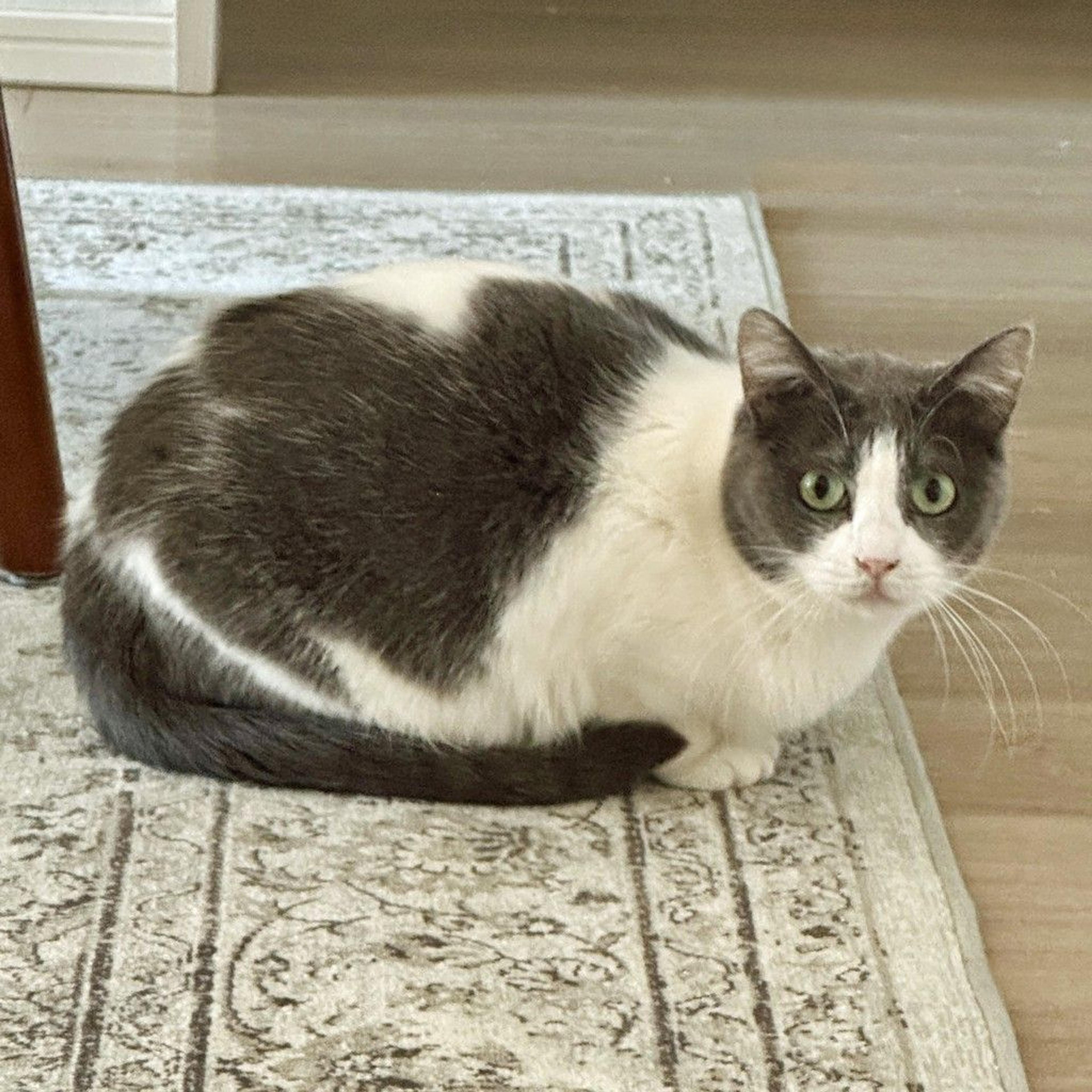 pet-image-3