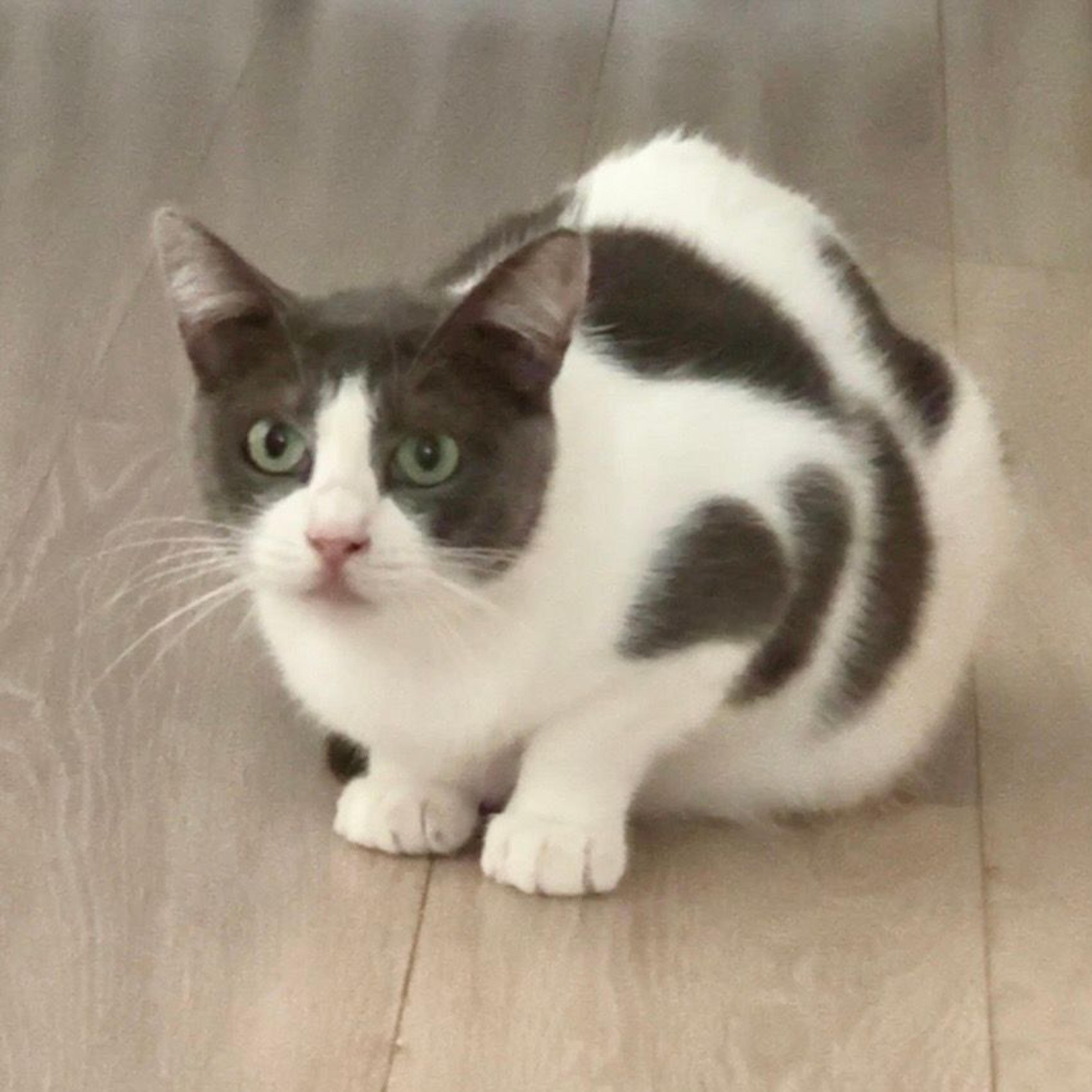 pet-image-5