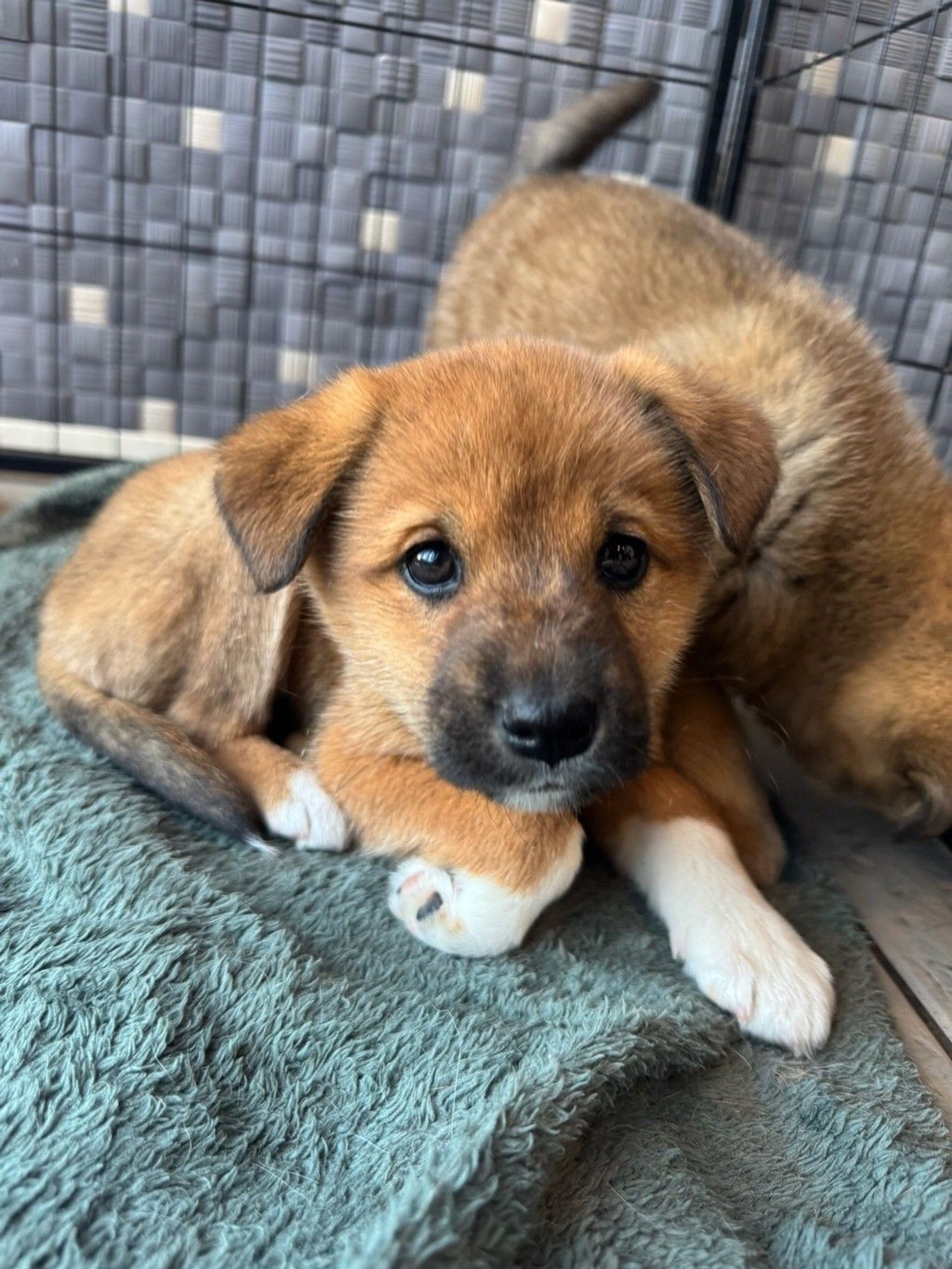 雑種（ミックス犬）・メスの里親募集の写真