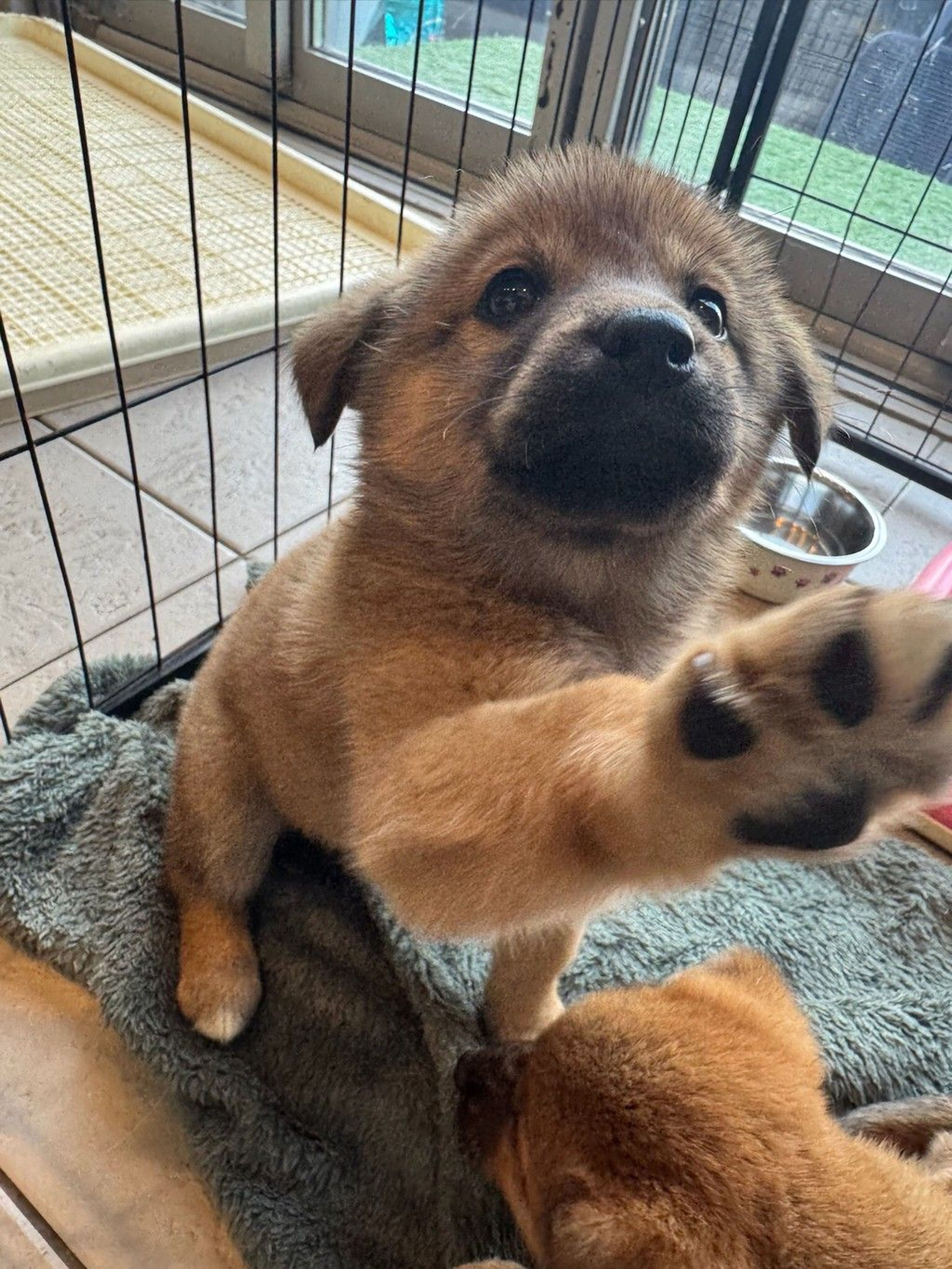 雑種（ミックス犬）・メスの里親募集の写真