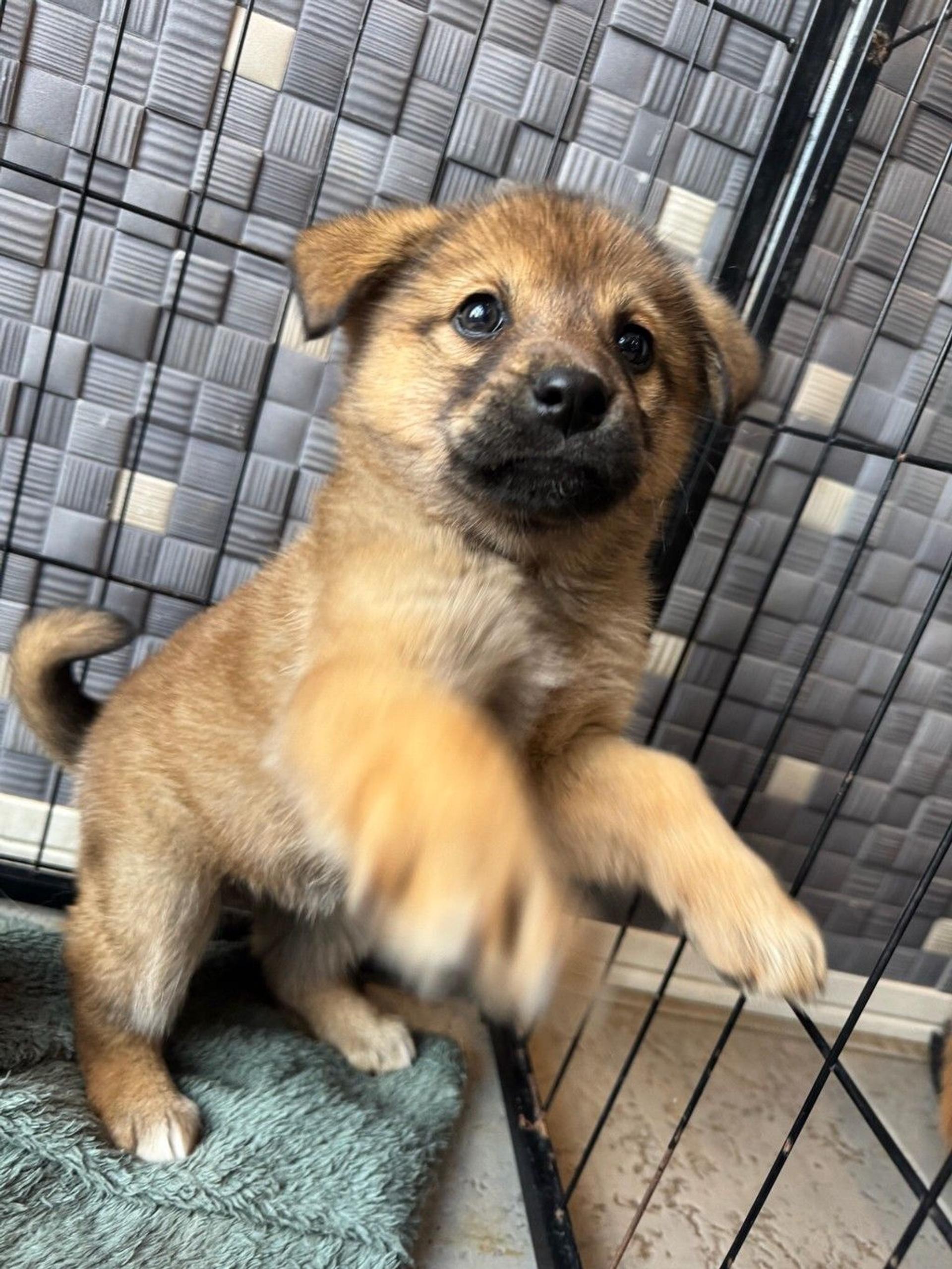 pet-image-2