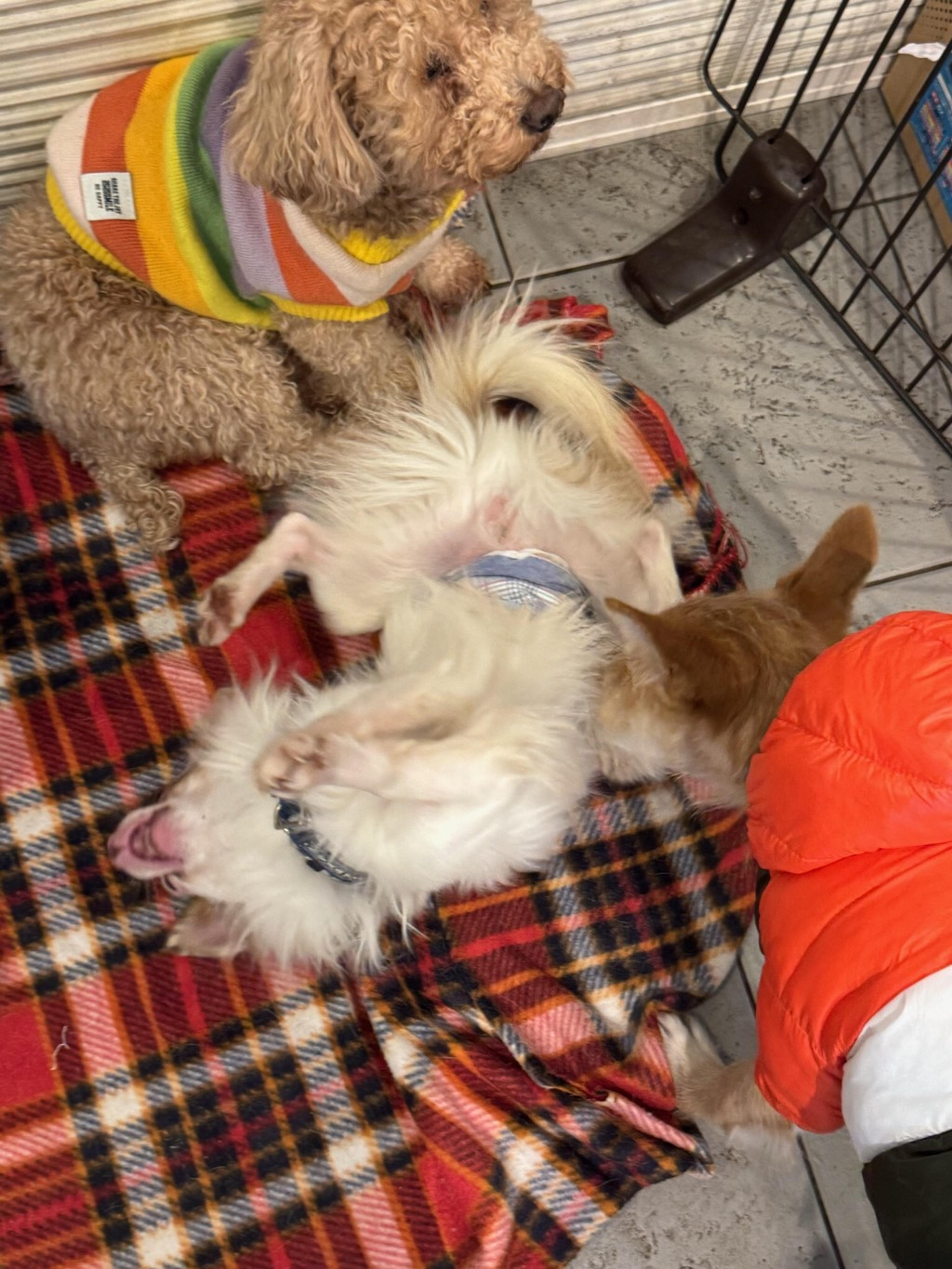 pet-image-3