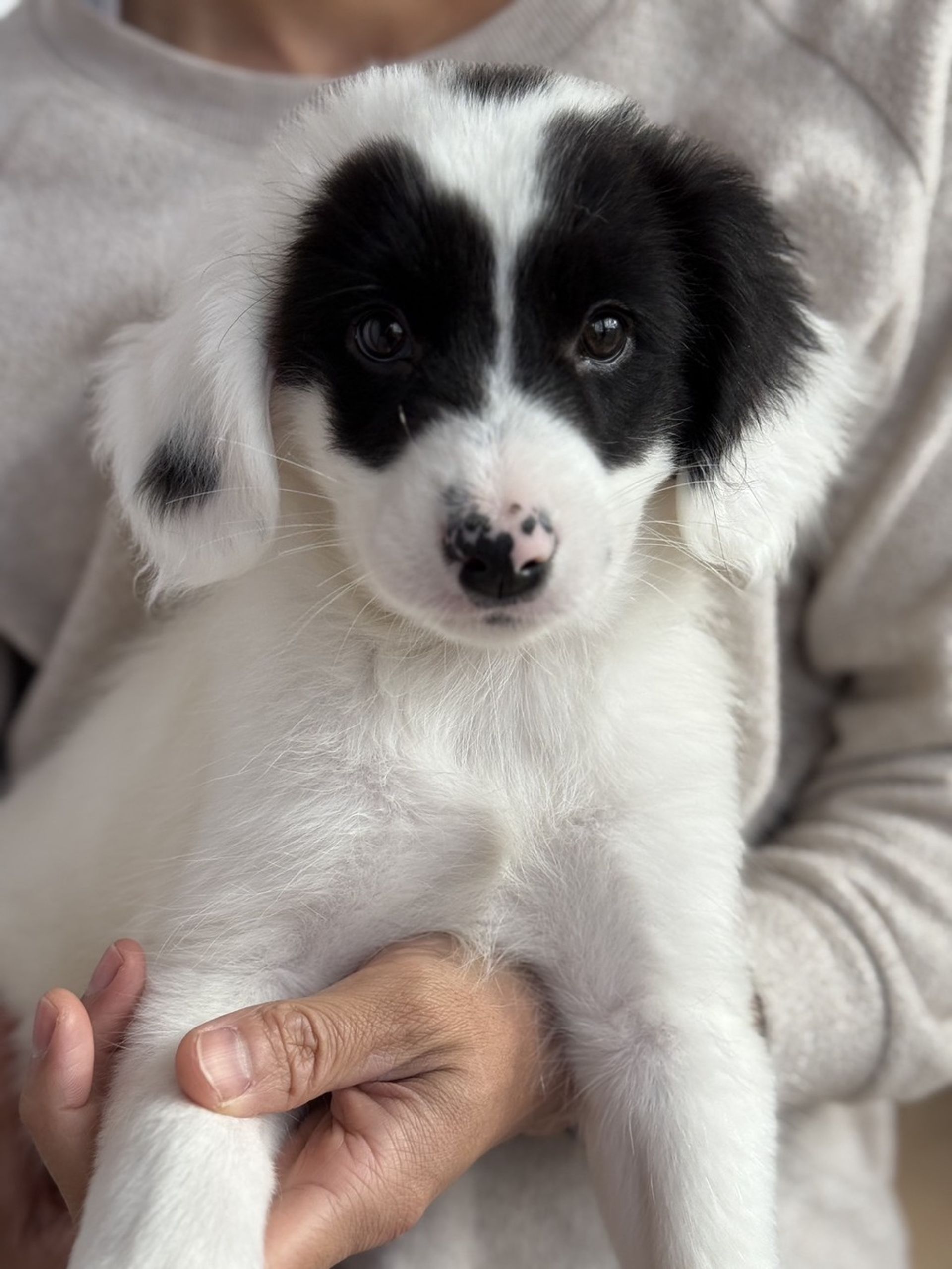 雑種（ミックス犬）・オスの里親募集の写真